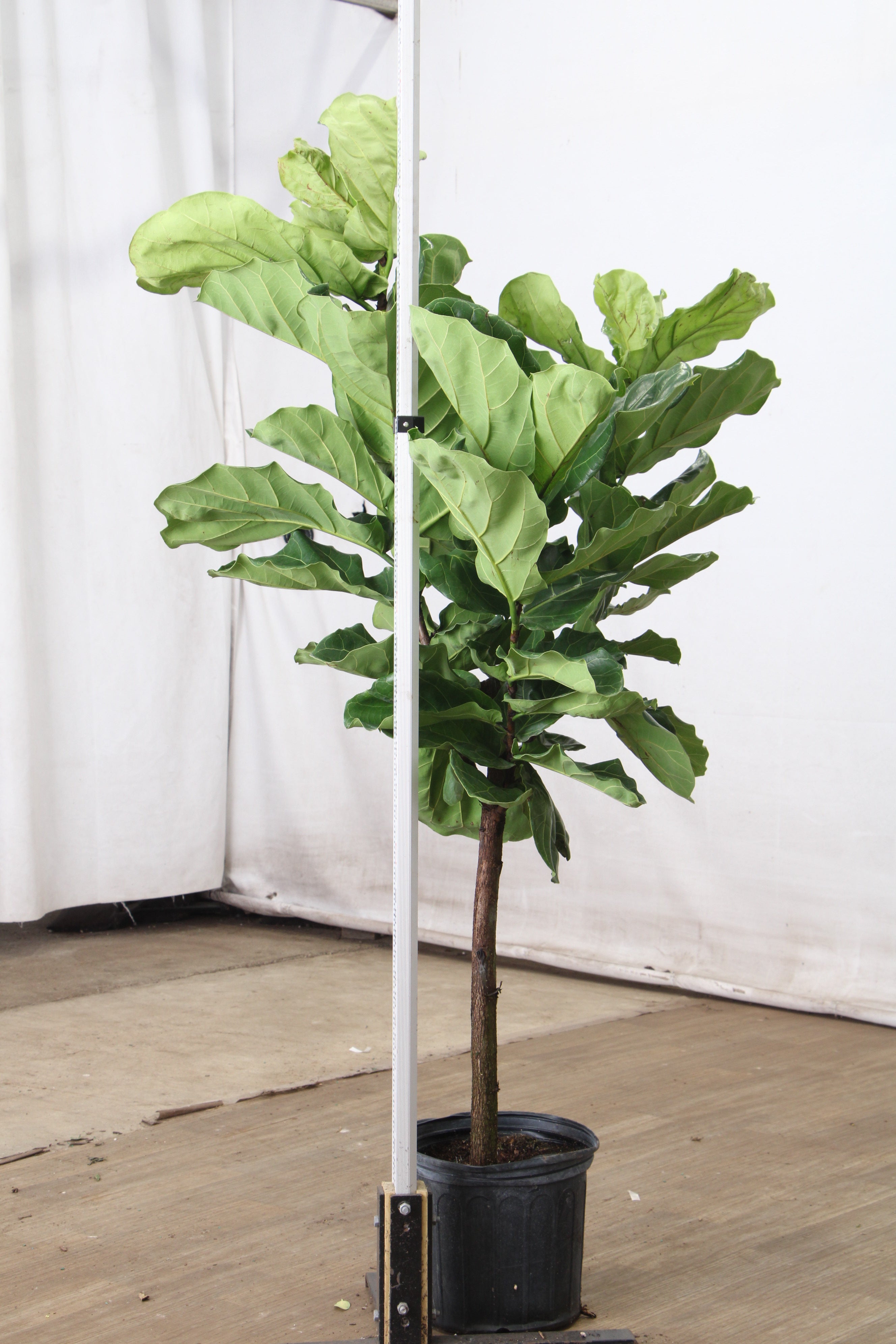Extra Large Fiddle Leaf Fig