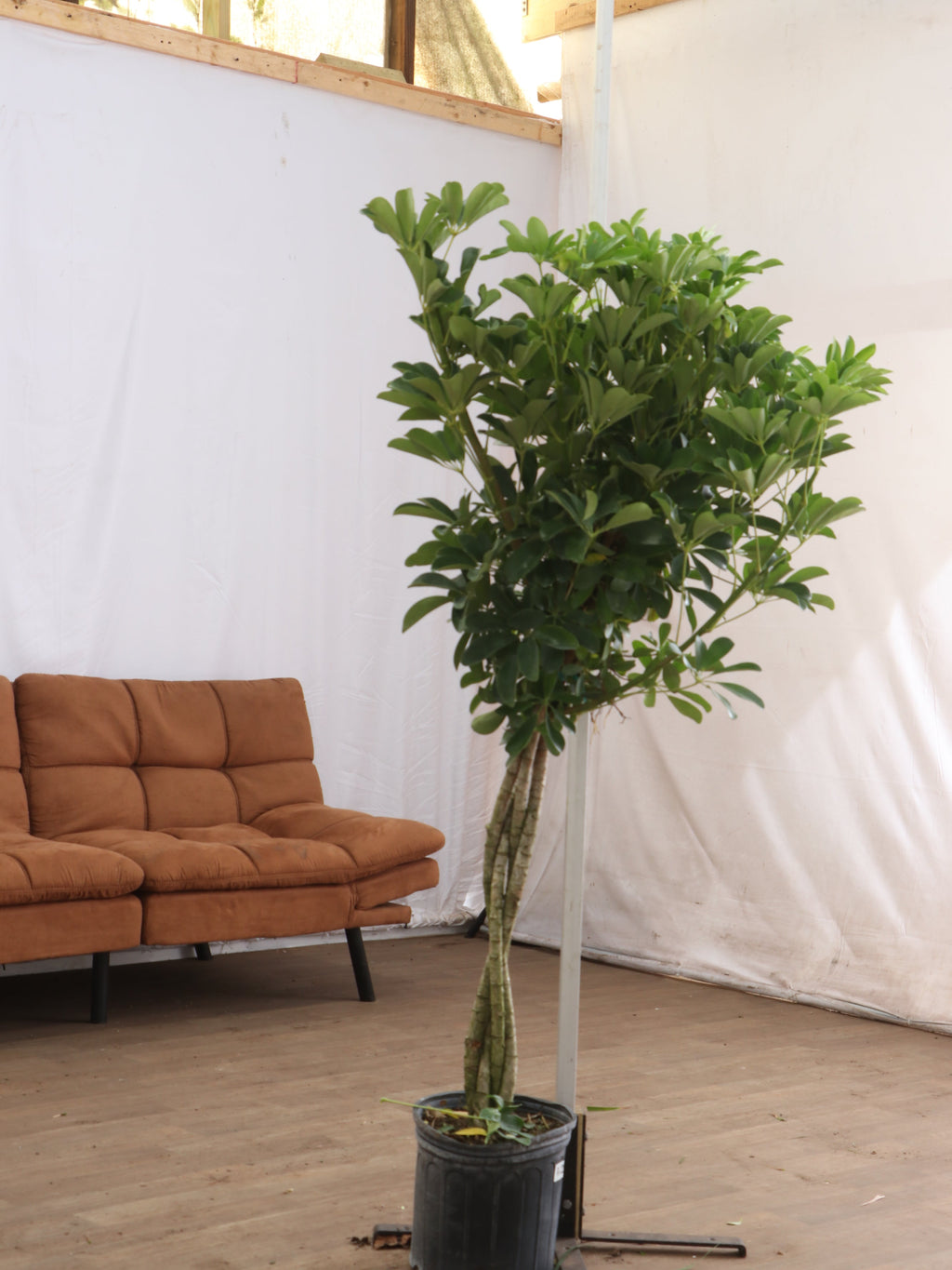 Extra Large Schefflera 'Arboricola'