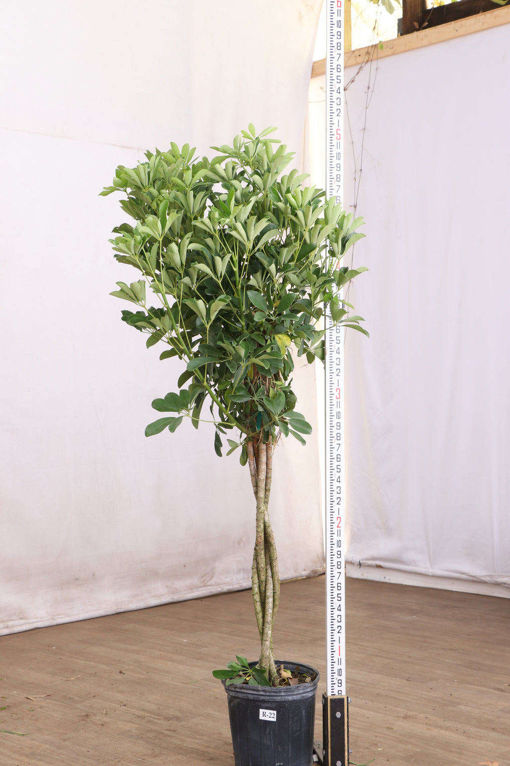 Extra Large Schefflera 'Arboricola'