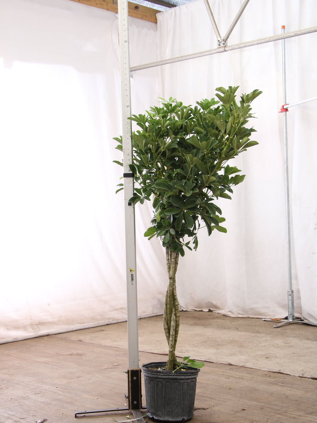 Extra Large Schefflera 'Arboricola'