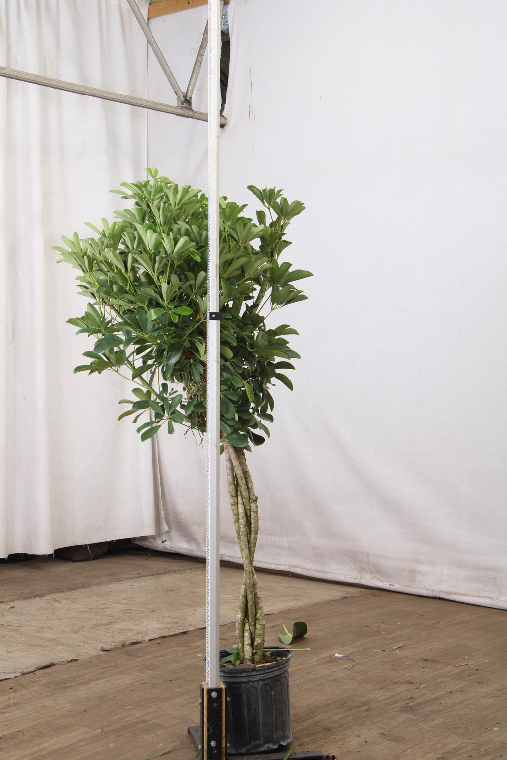 Extra Large Schefflera 'Arboricola'
