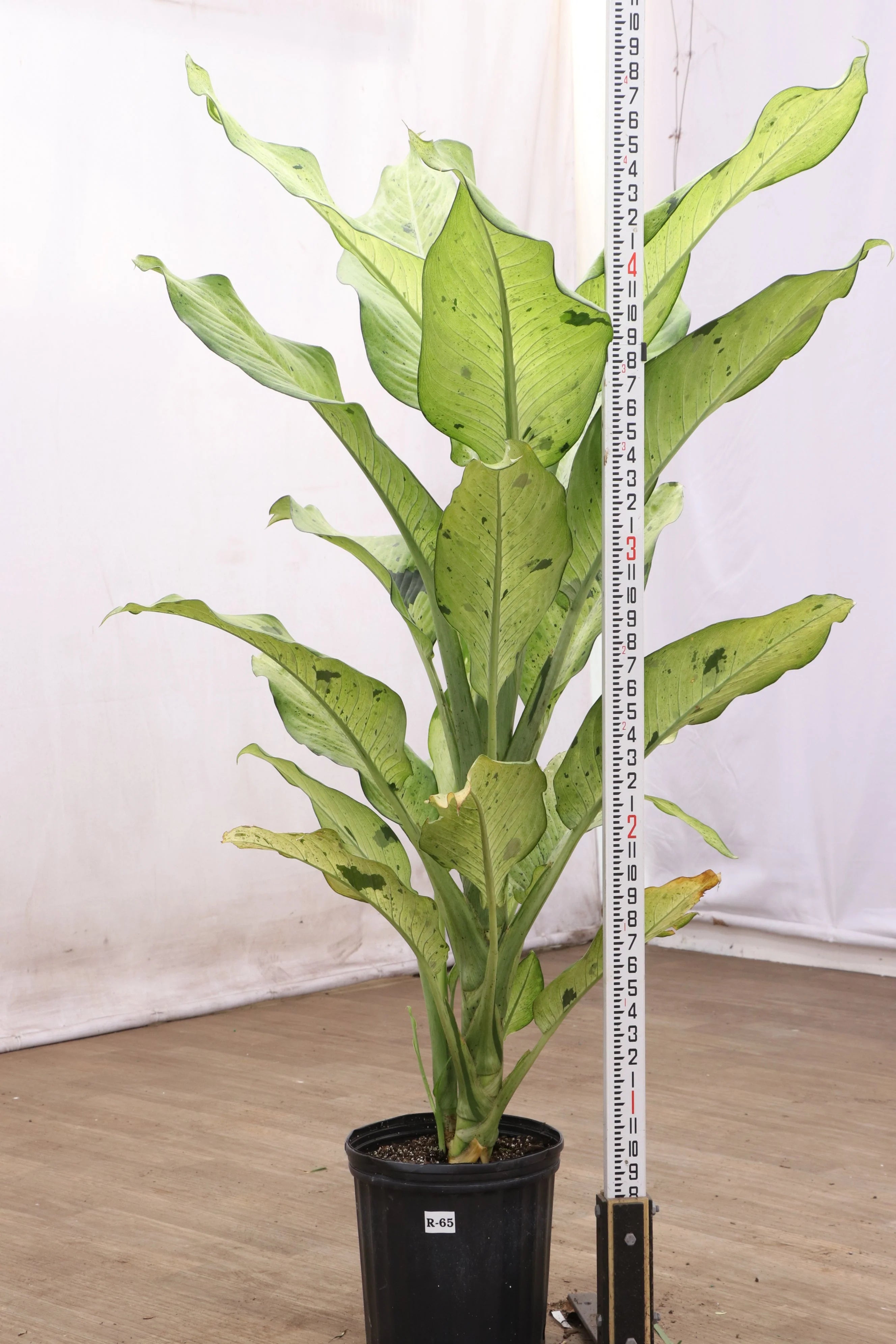 Large Dieffenbachia 'Camouflage'