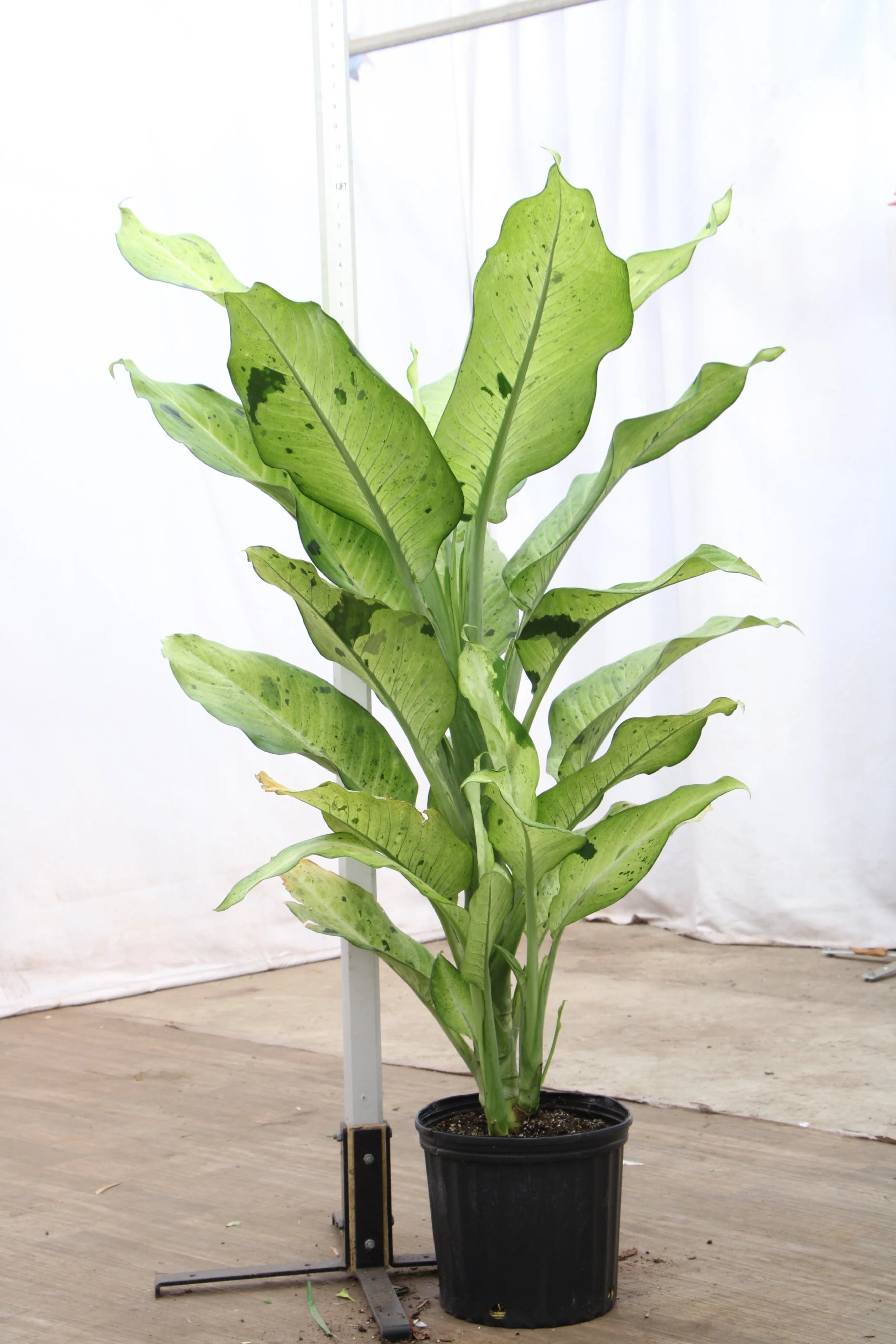 Large Dieffenbachia 'Camouflage'