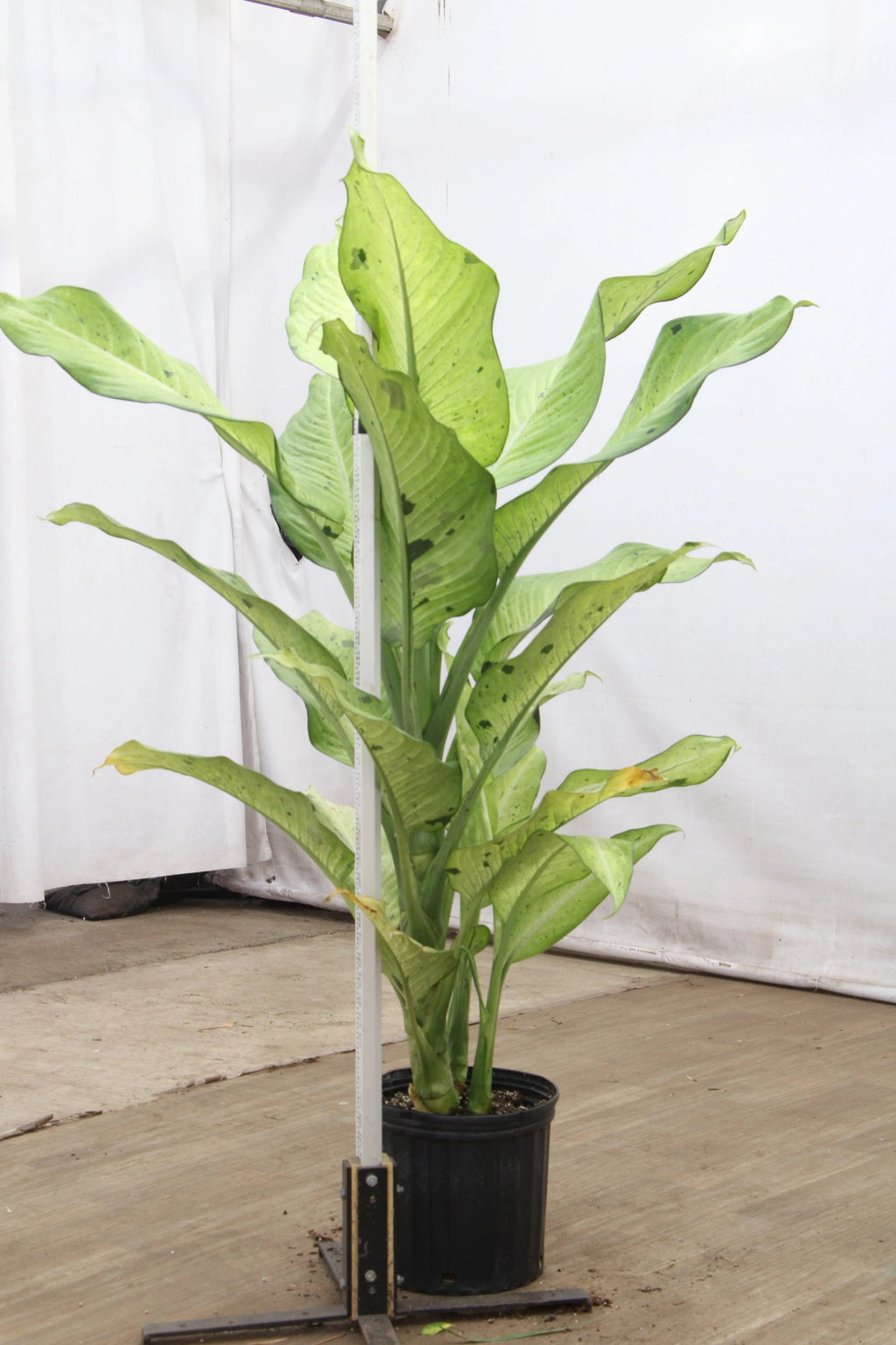 Large Dieffenbachia 'Camouflage'