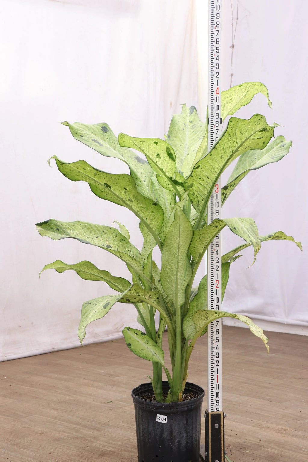 Large Dieffenbachia 'Camouflage'