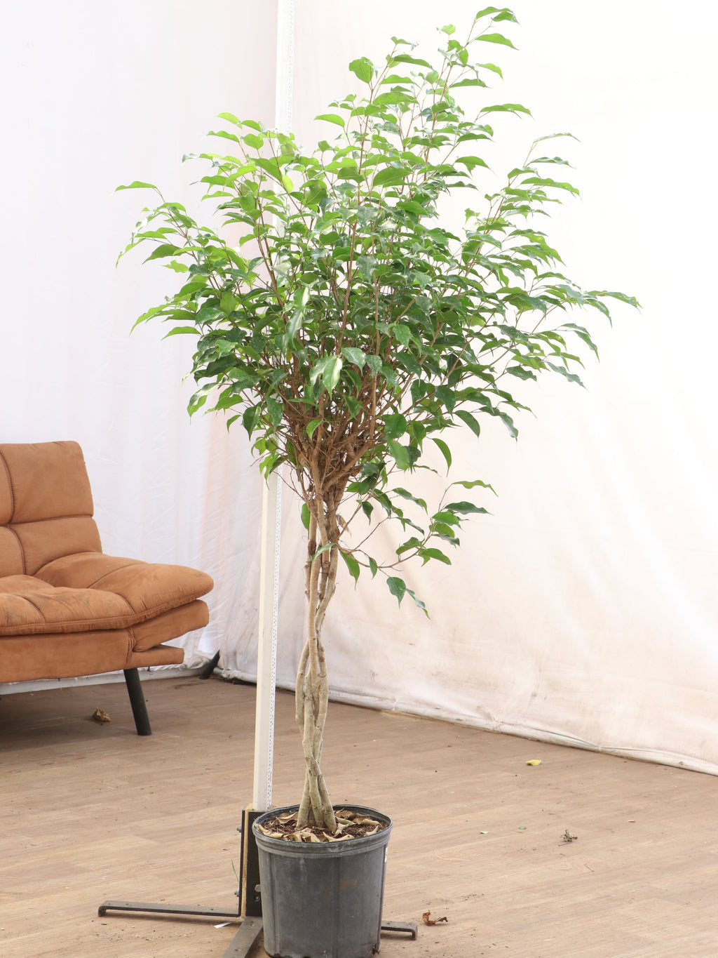 Extra Large Benjamin Ficus