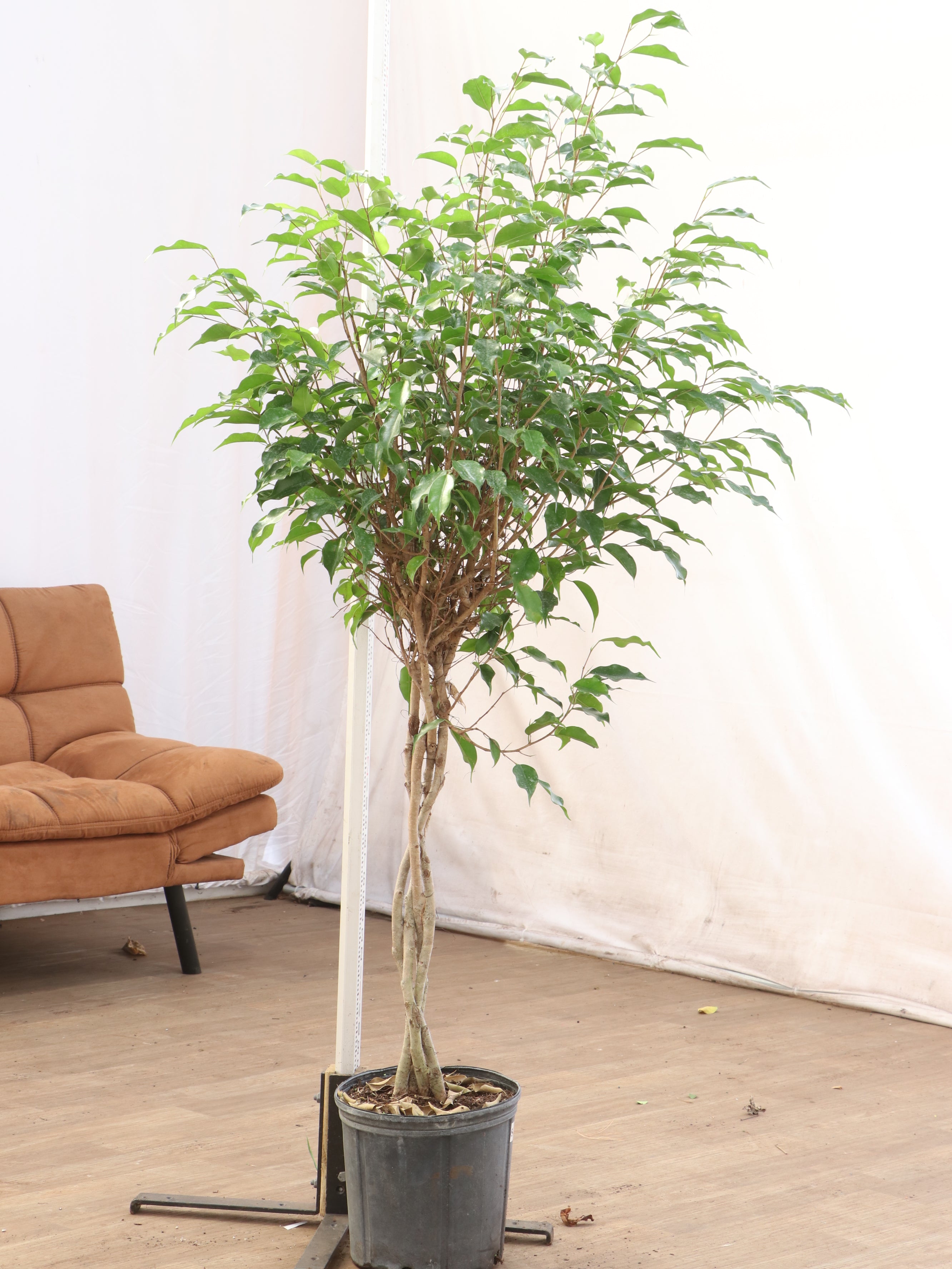 Extra Large Benjamin Ficus