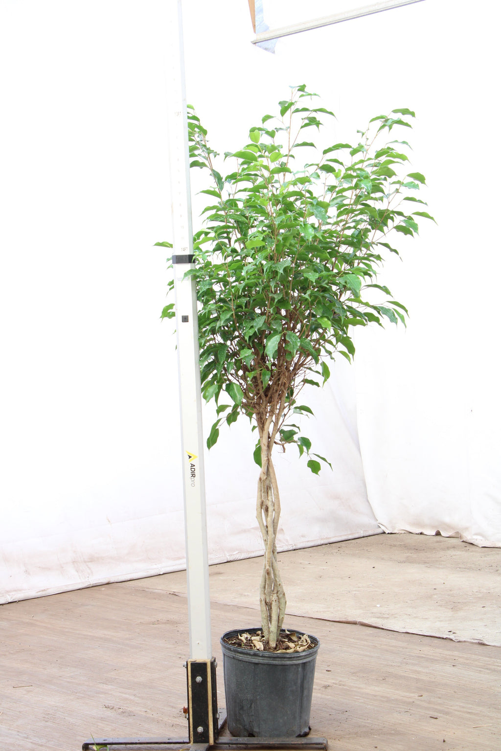 Extra Large Benjamin Ficus