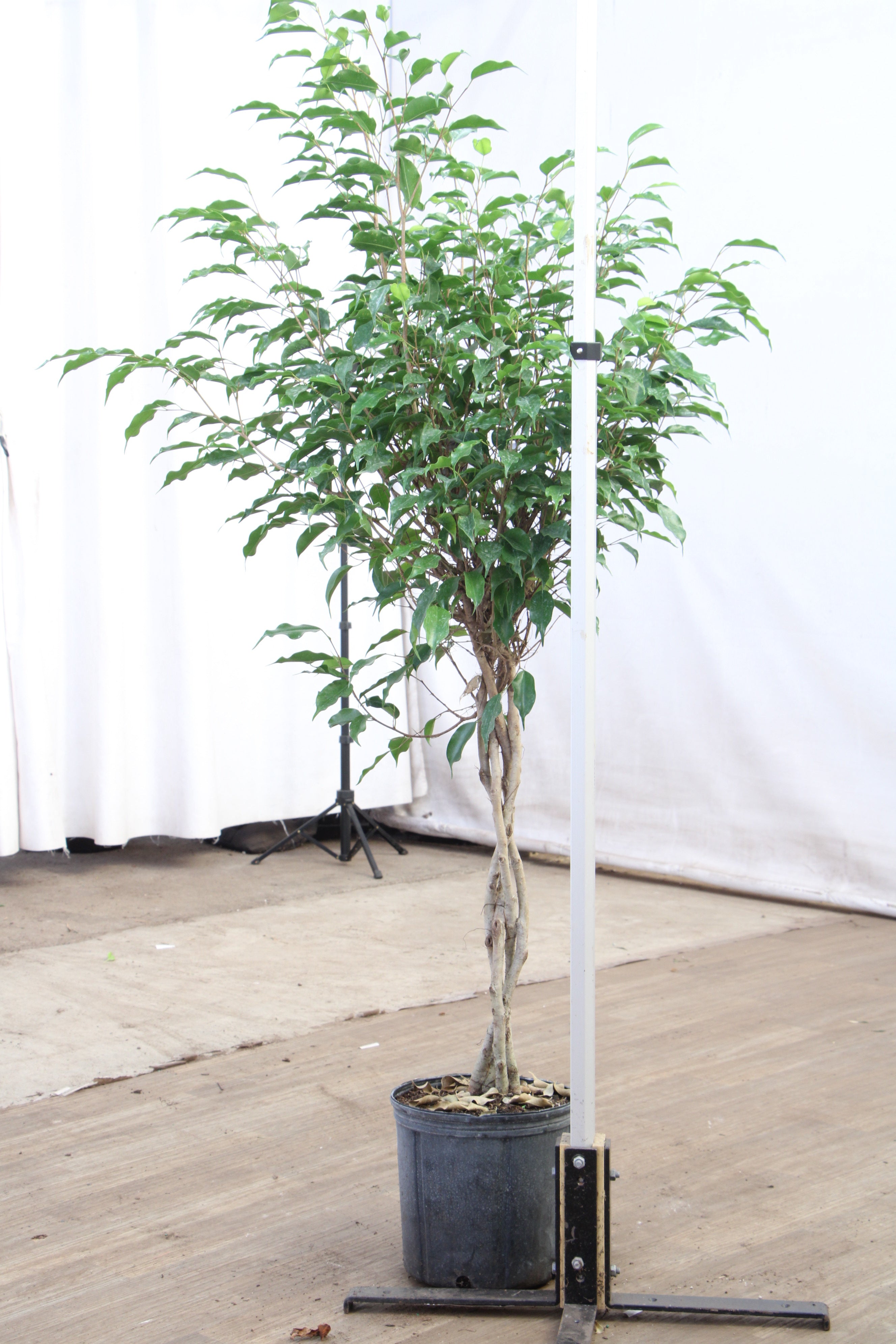 Extra Large Benjamin Ficus