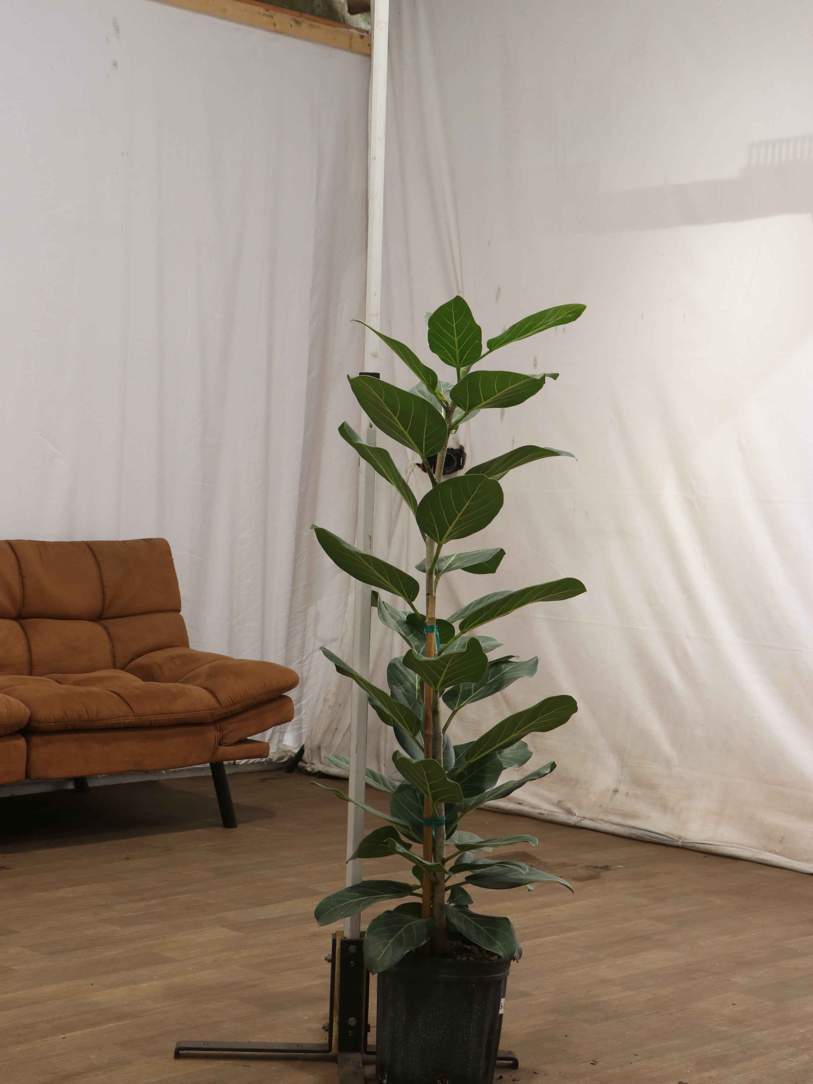 Large Ficus Audrey Bush