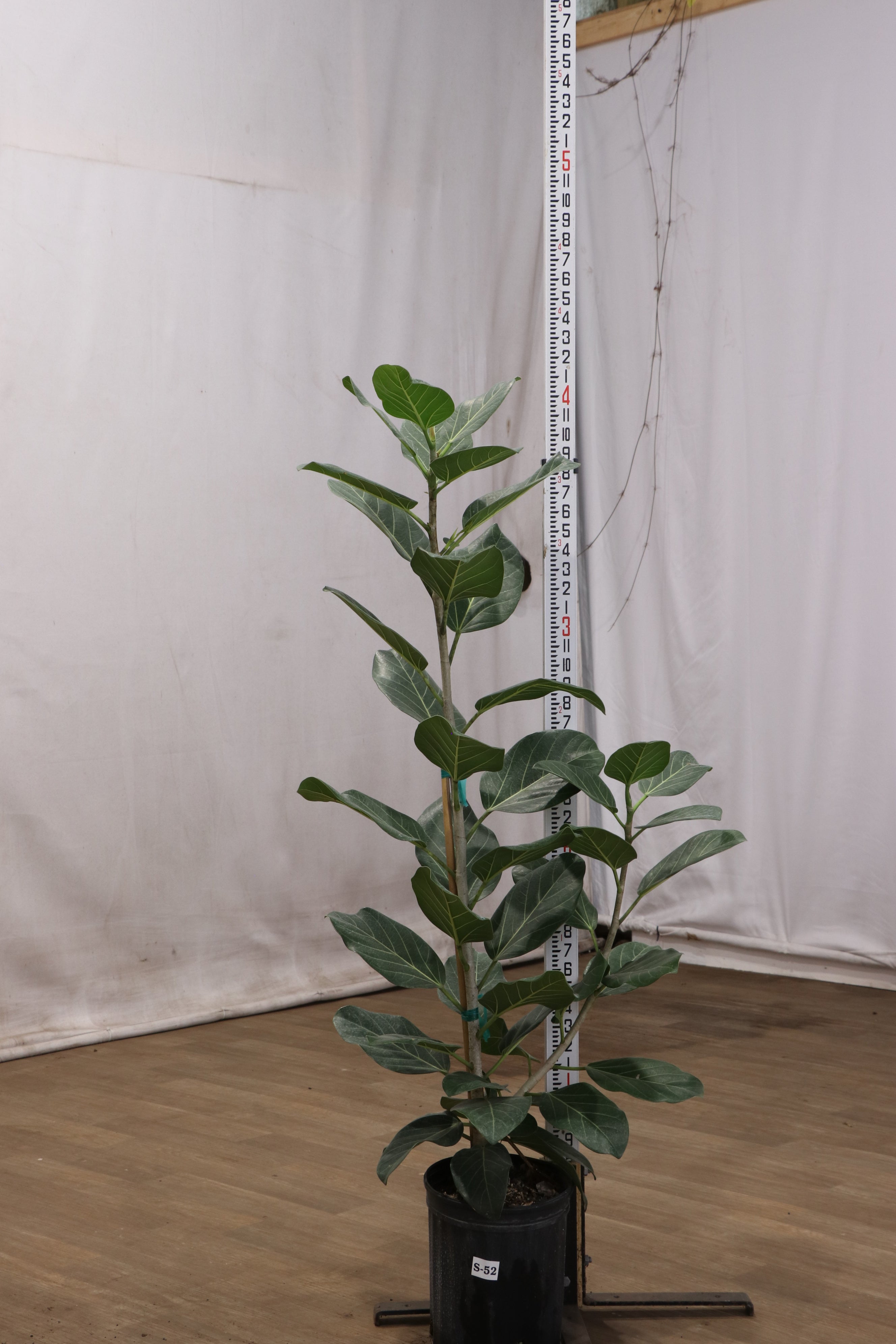 Large Ficus Audrey Bush