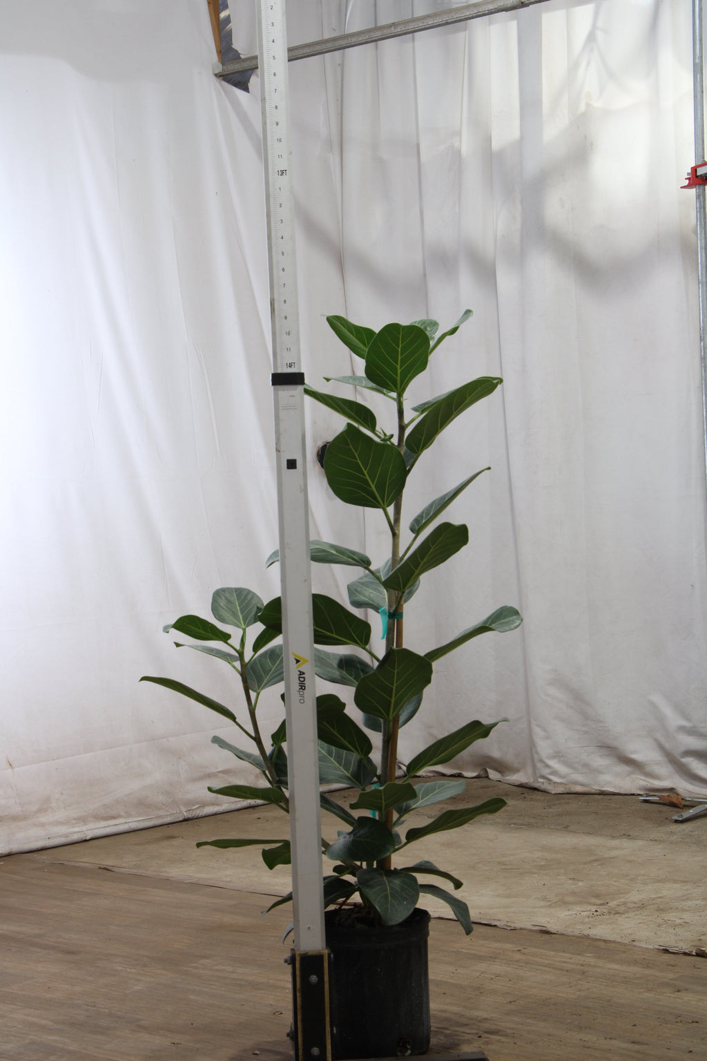 Large Ficus Audrey Bush