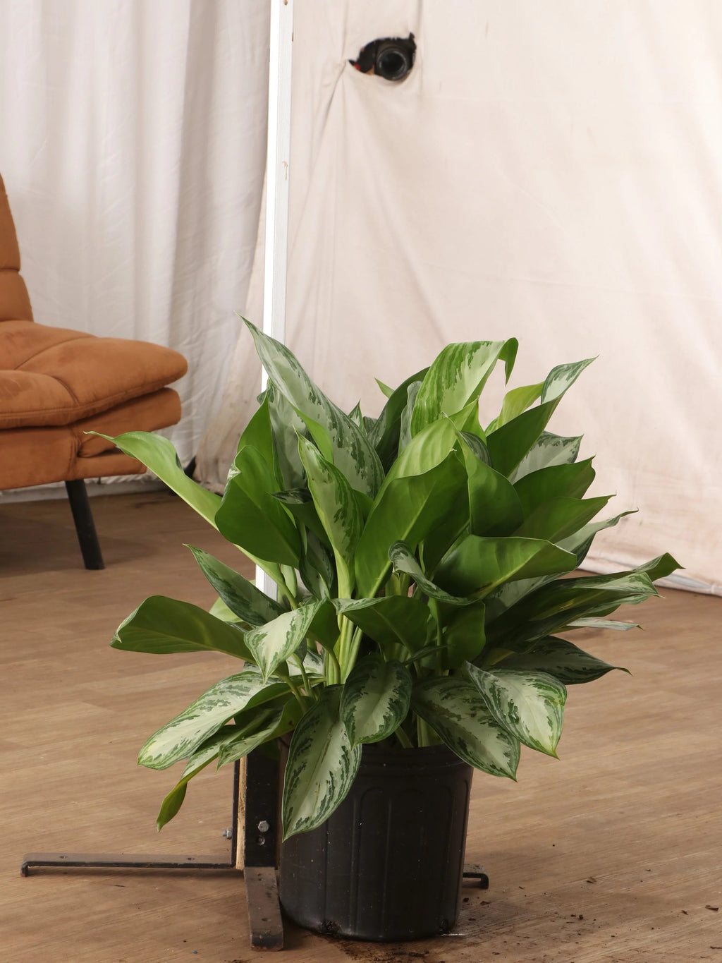 Large Dieffenbachia 'Sterling'