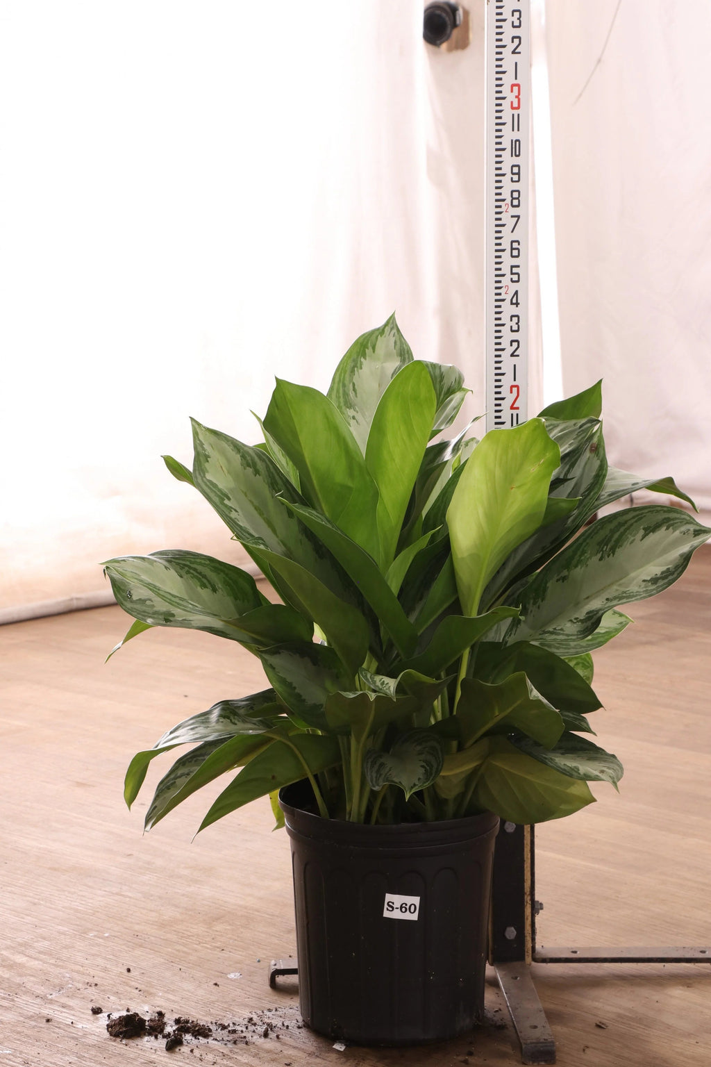Large Dieffenbachia 'Sterling'