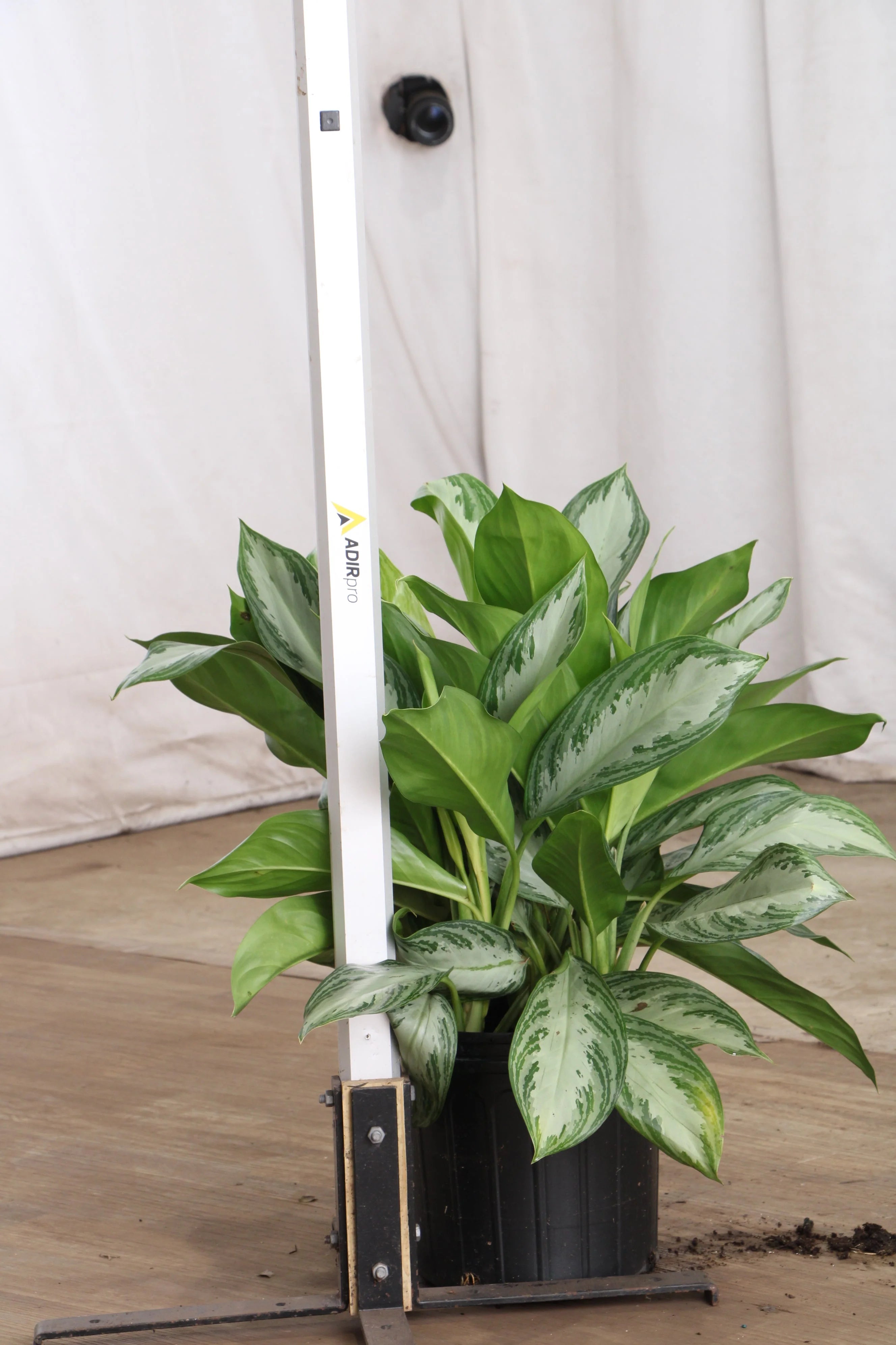 Large Dieffenbachia 'Sterling'