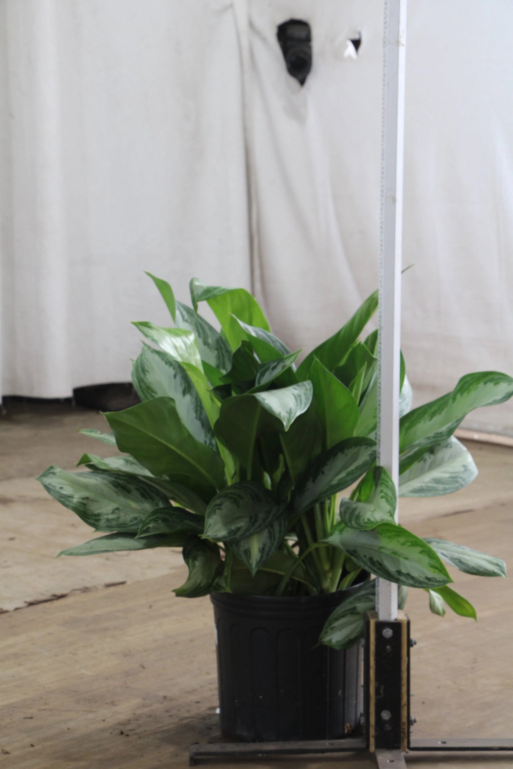 Large Dieffenbachia 'Sterling'