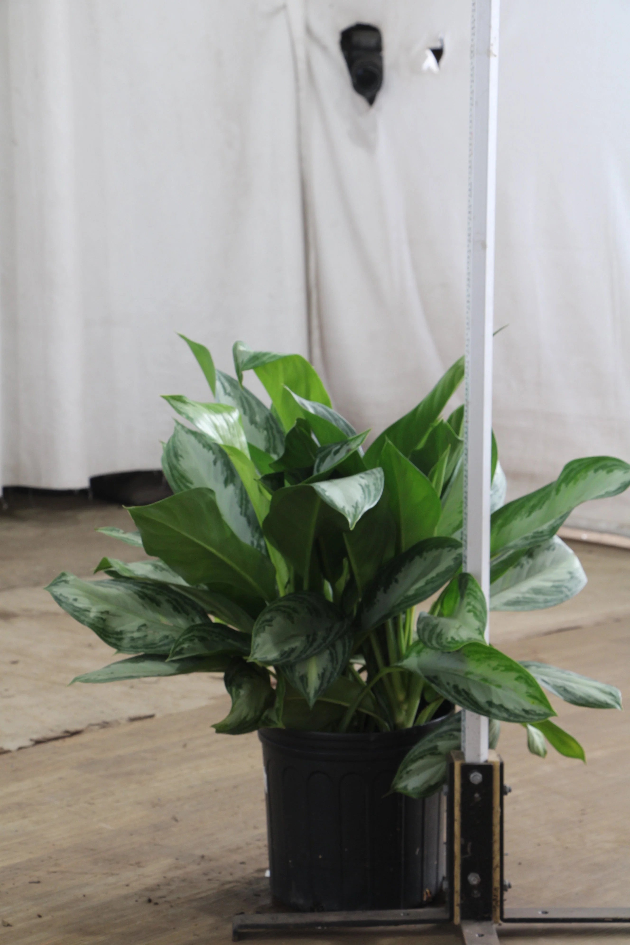 Large Dieffenbachia 'Sterling'