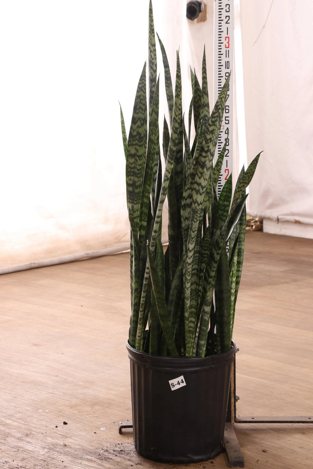 Large Snake Plant (Zeylanica)