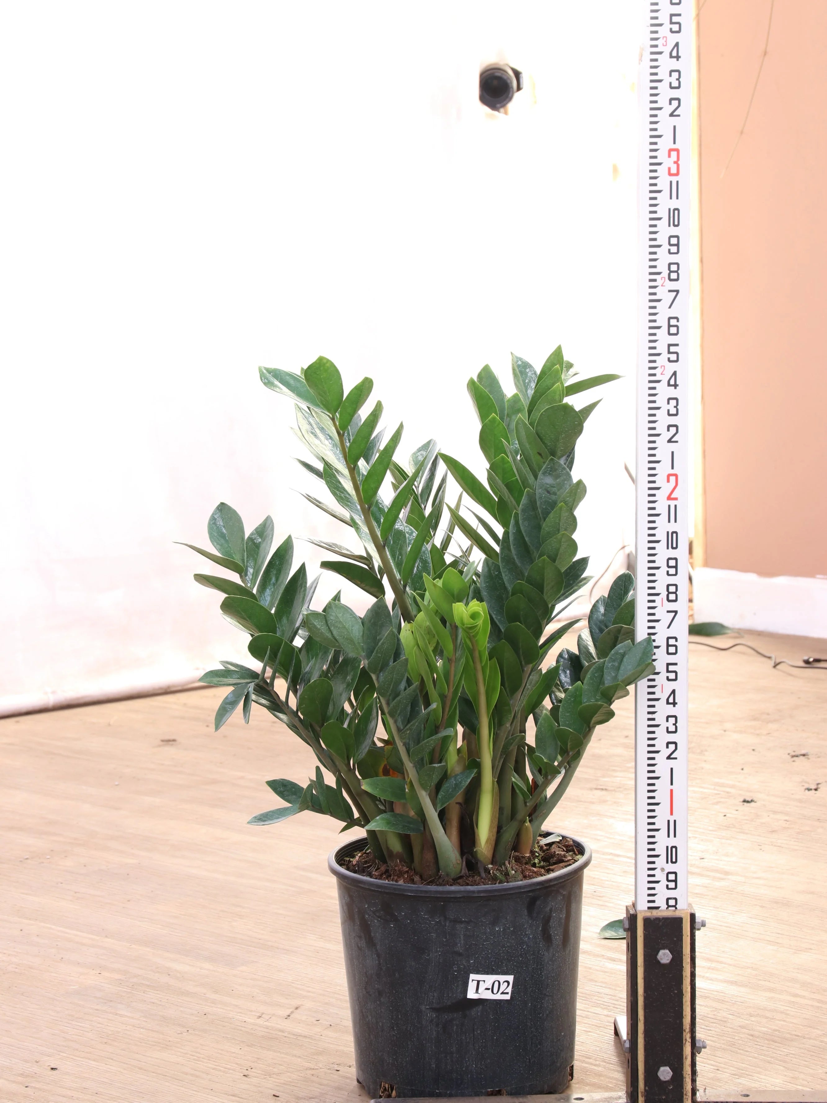 Large ZZ Plant