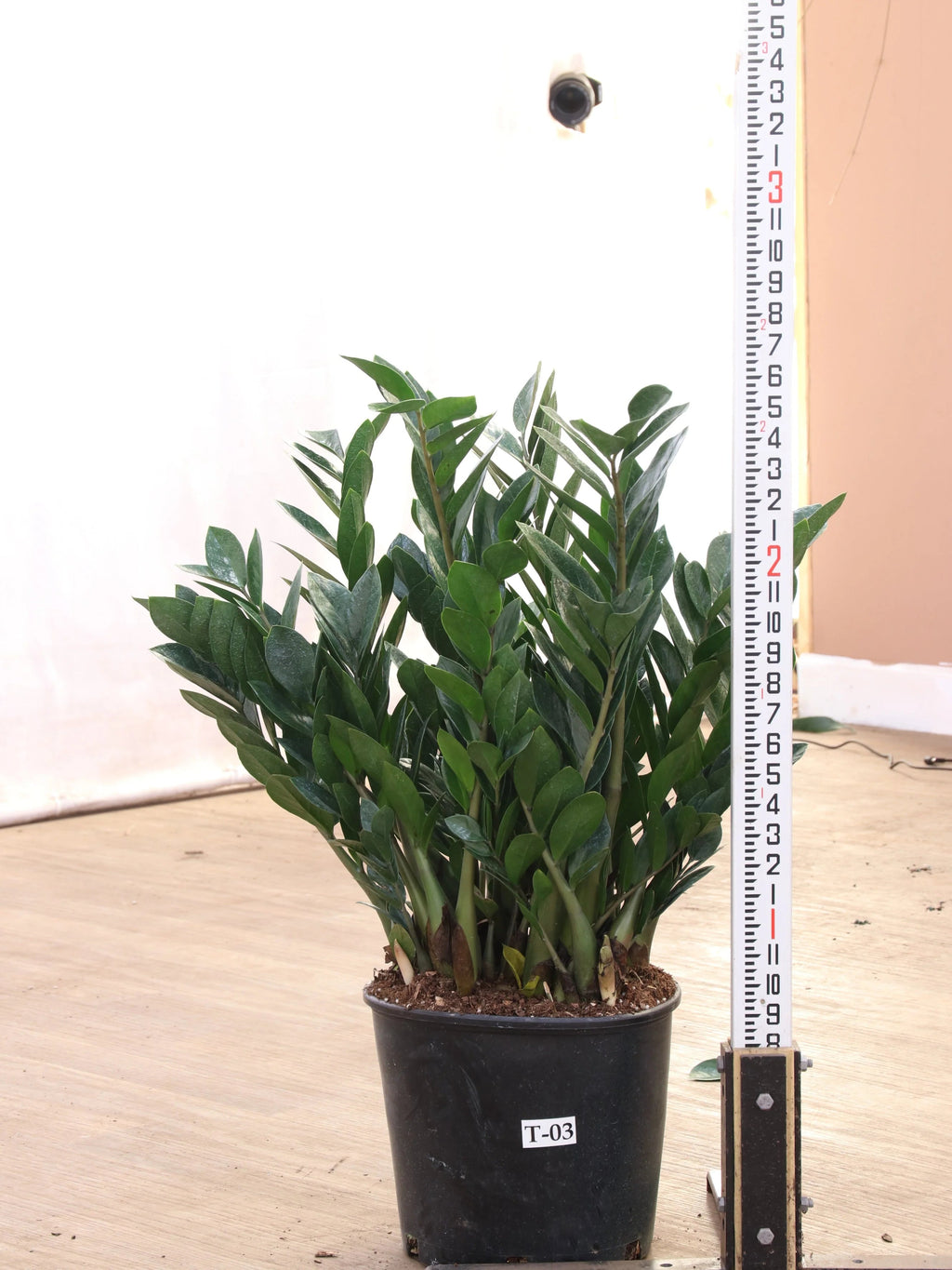 Large ZZ Plant