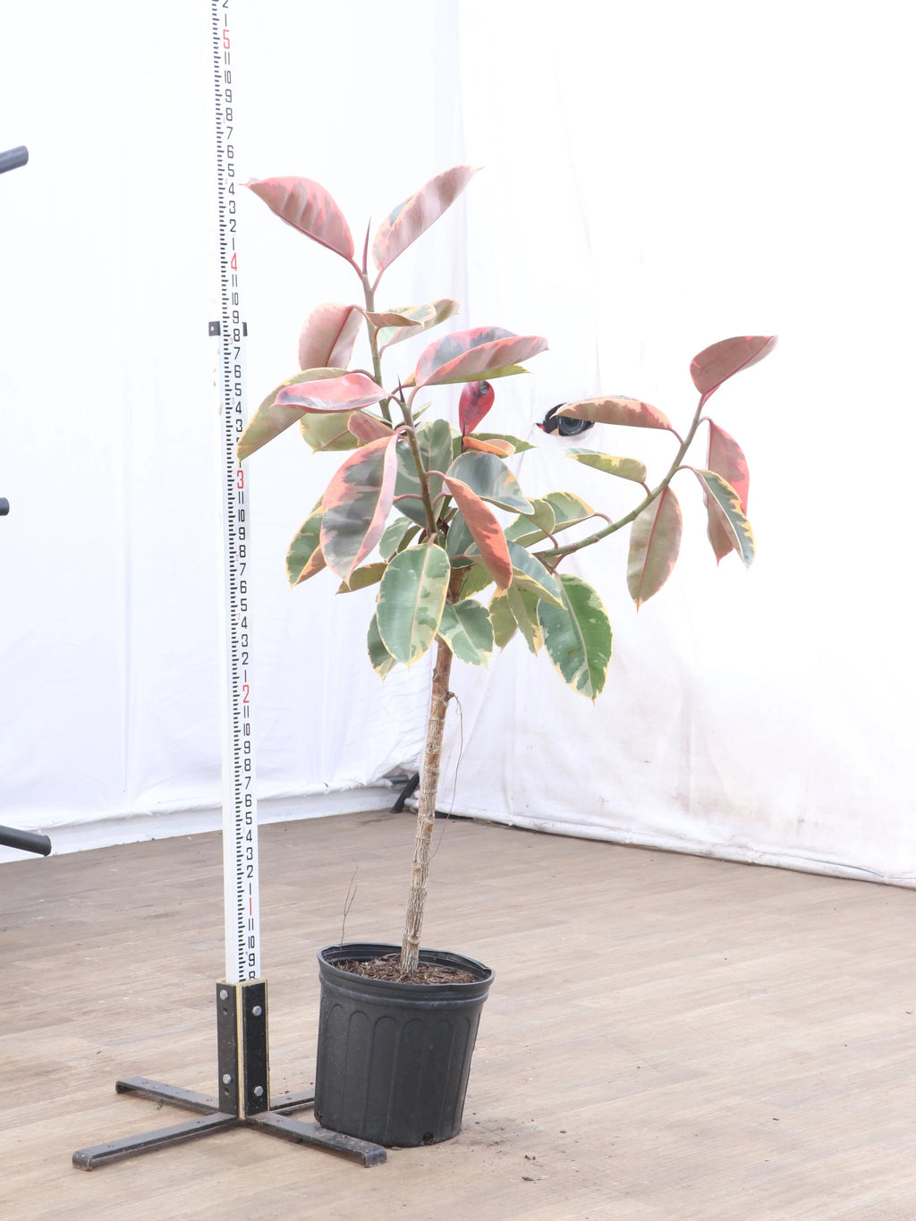 Extra Large Ruby Rubber Tree Std