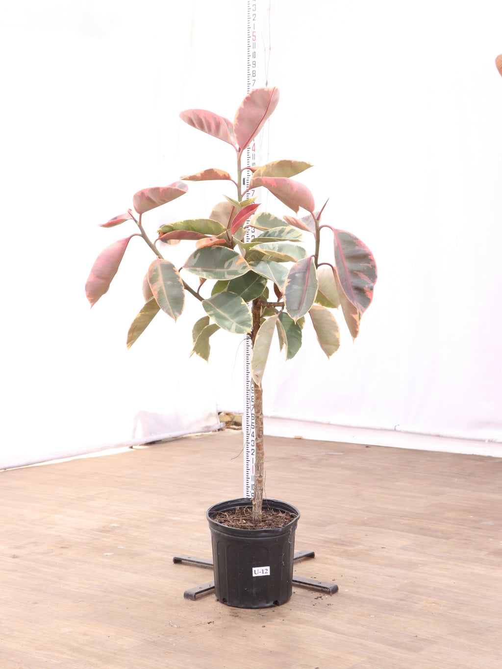 Extra Large Ruby Rubber Tree Std