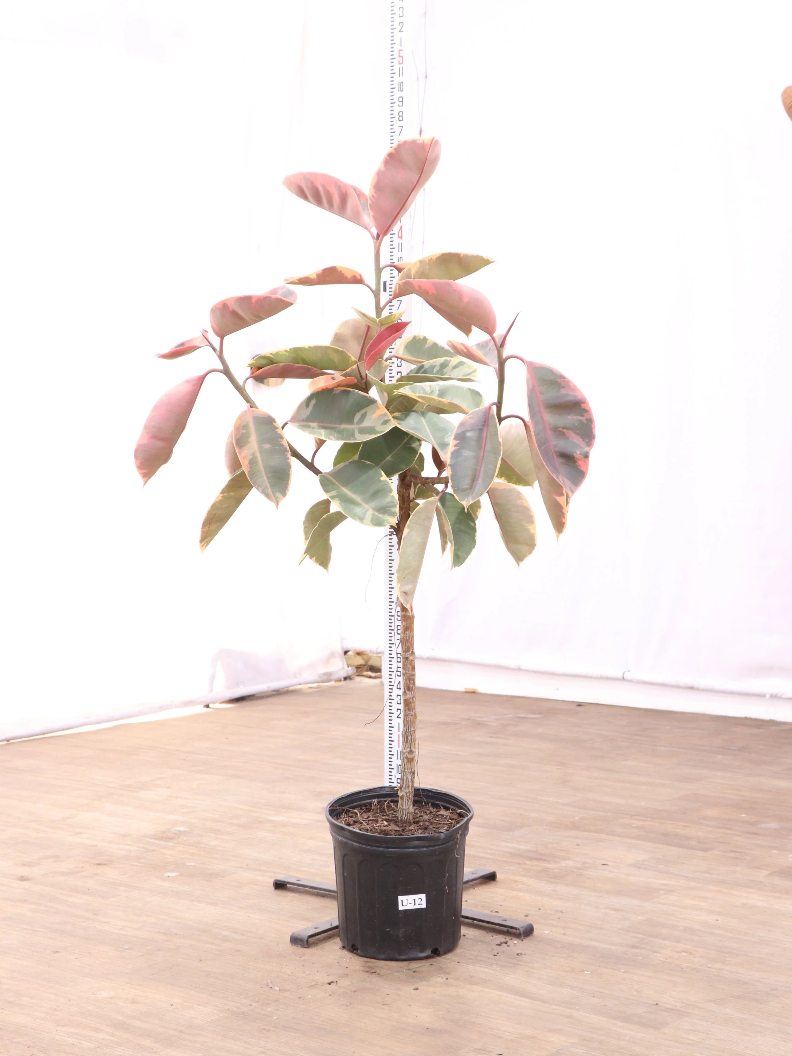 Extra Large Ruby Rubber Tree Std
