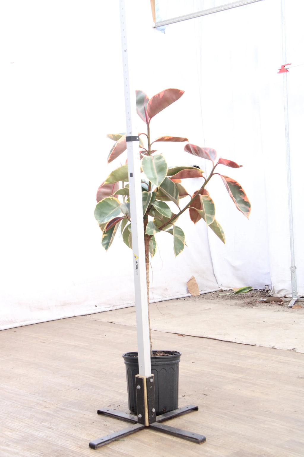Extra Large Ruby Rubber Tree Std