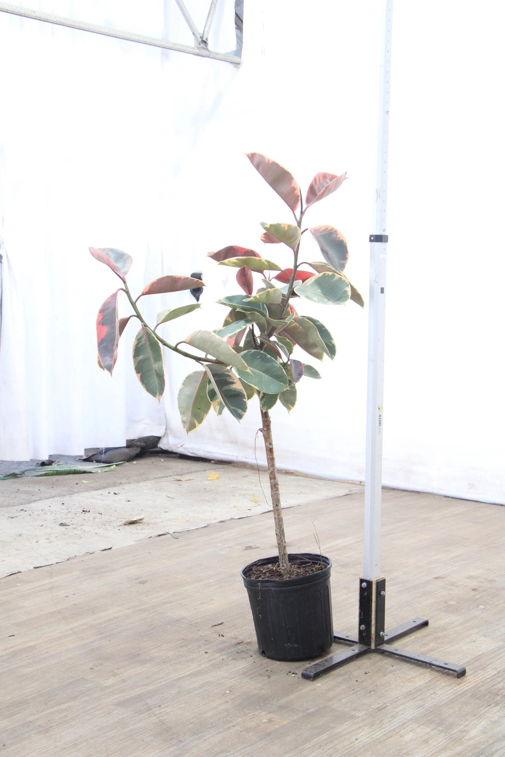 Extra Large Ruby Rubber Tree Std