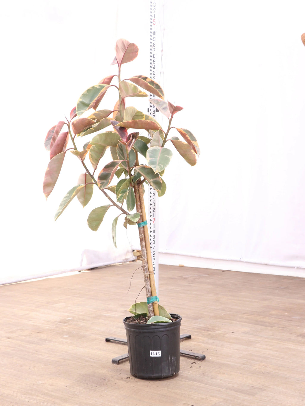 Extra Large Ruby Rubber Tree Std