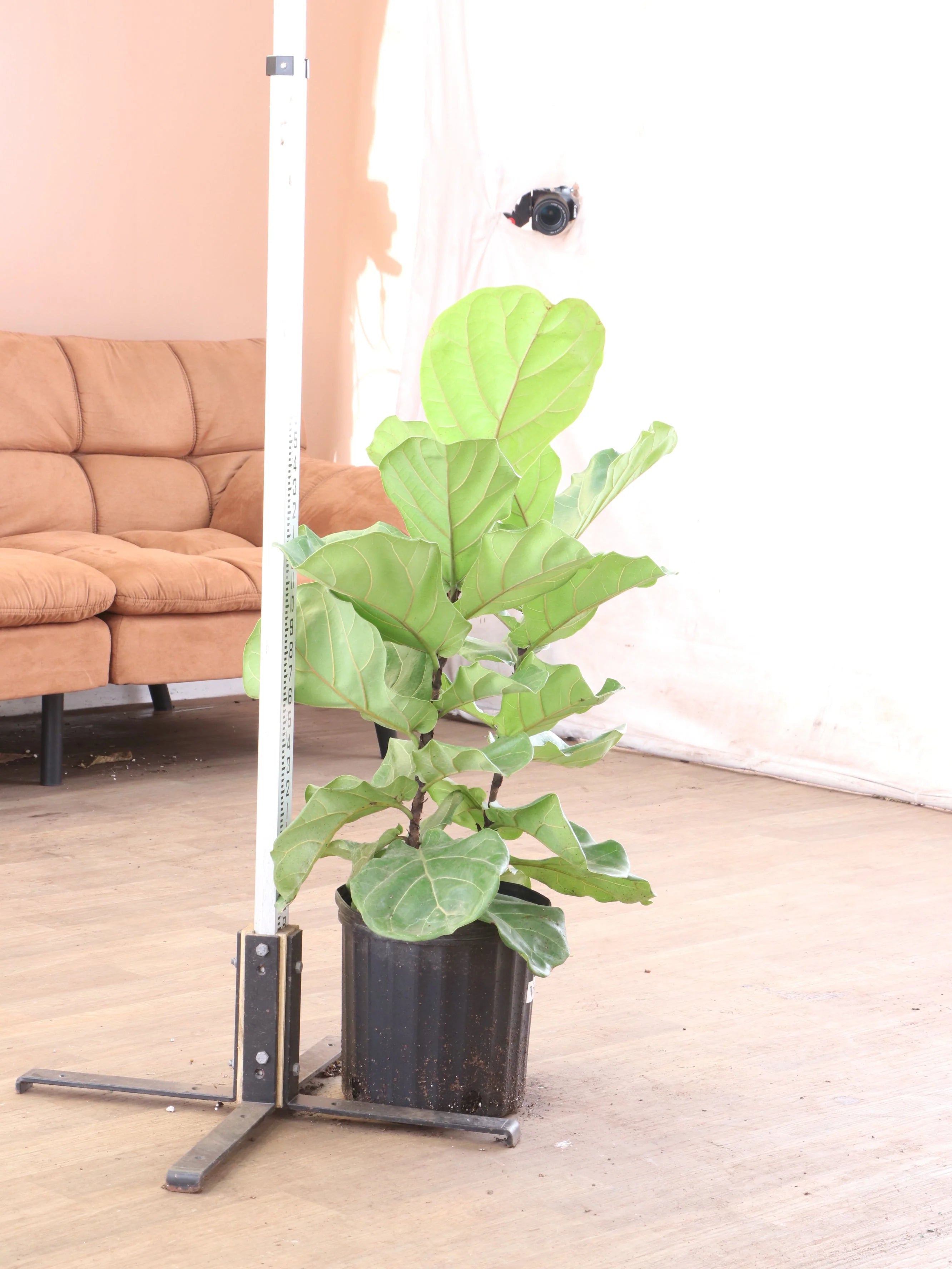 Large Fiddle Leaf Fig (bush)