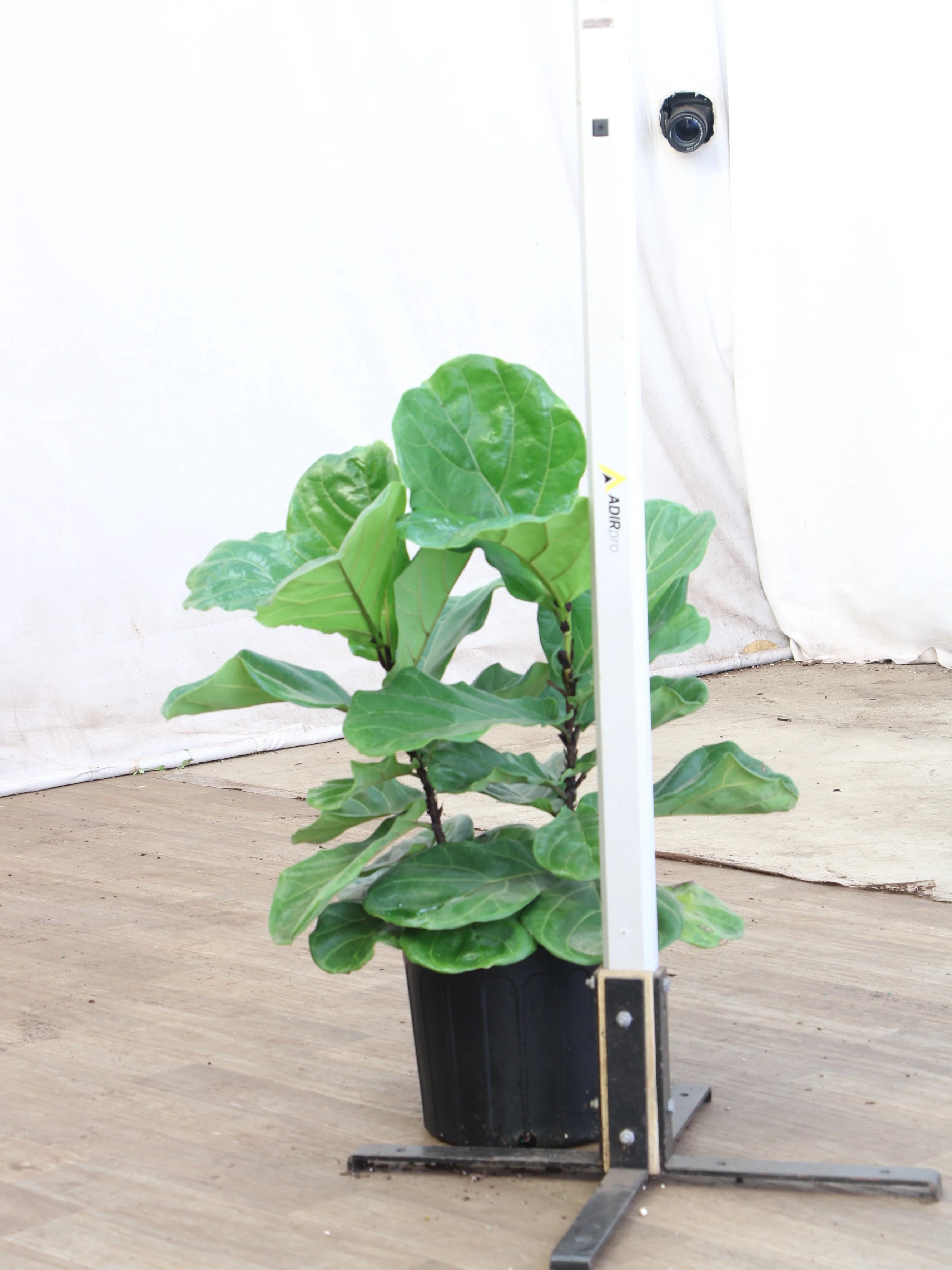 Large Fiddle Leaf Fig (bush)