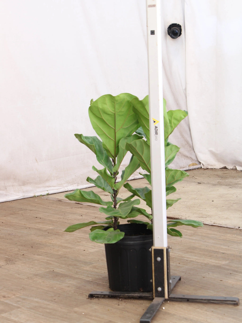 Large Fiddle Leaf Fig (bush)