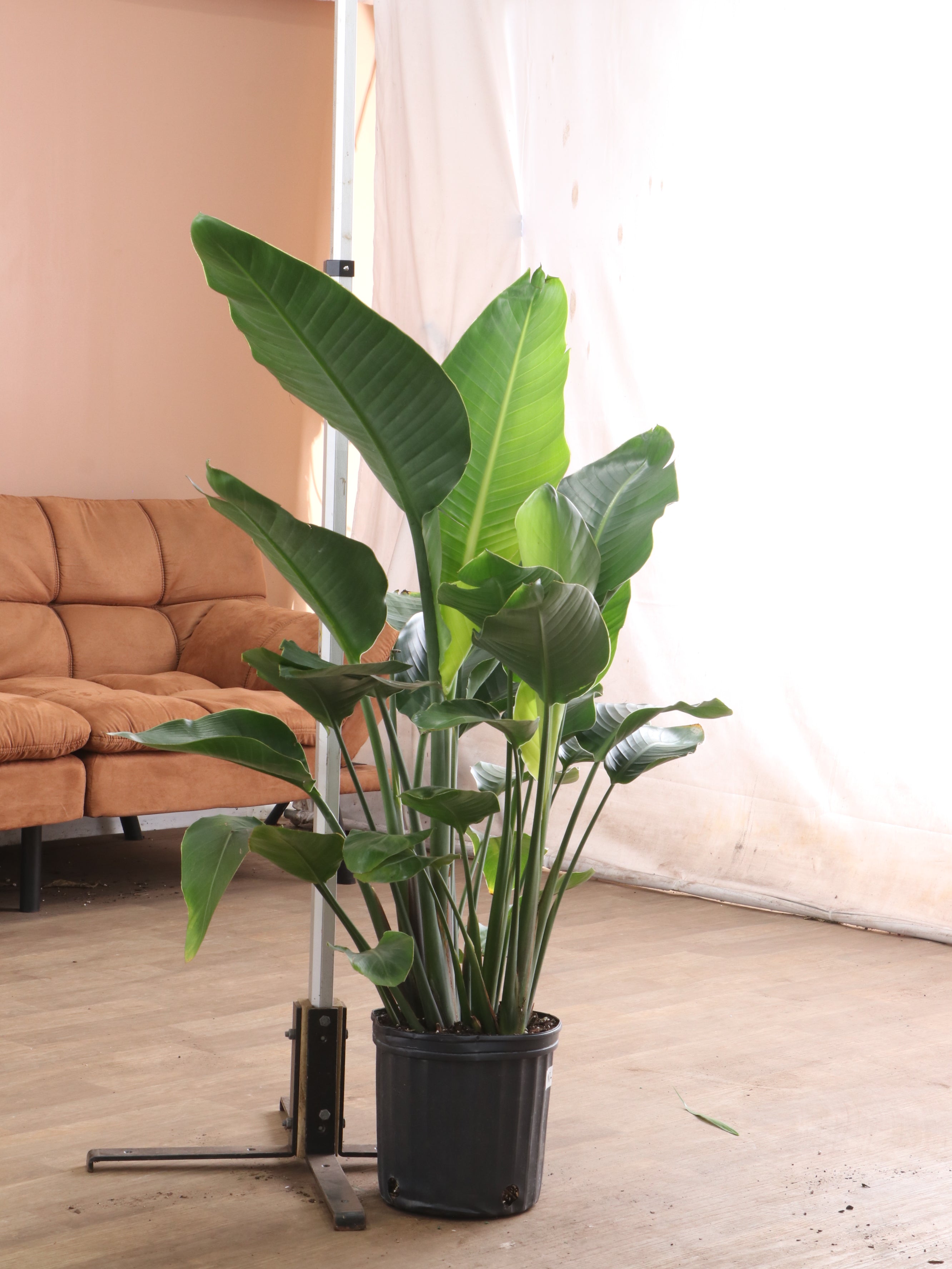 Extra Large Bird Of Paradise