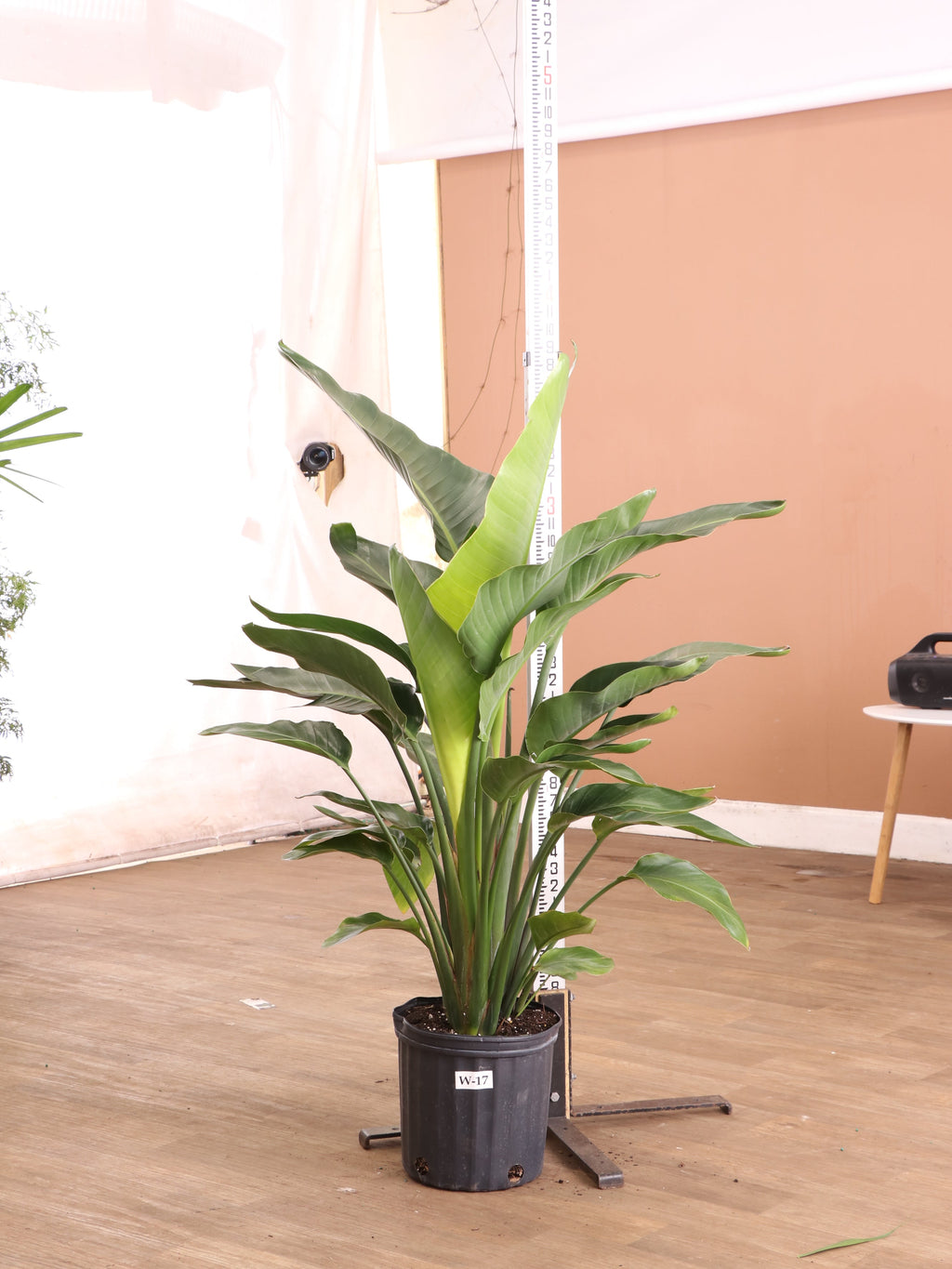 Extra Large Bird Of Paradise