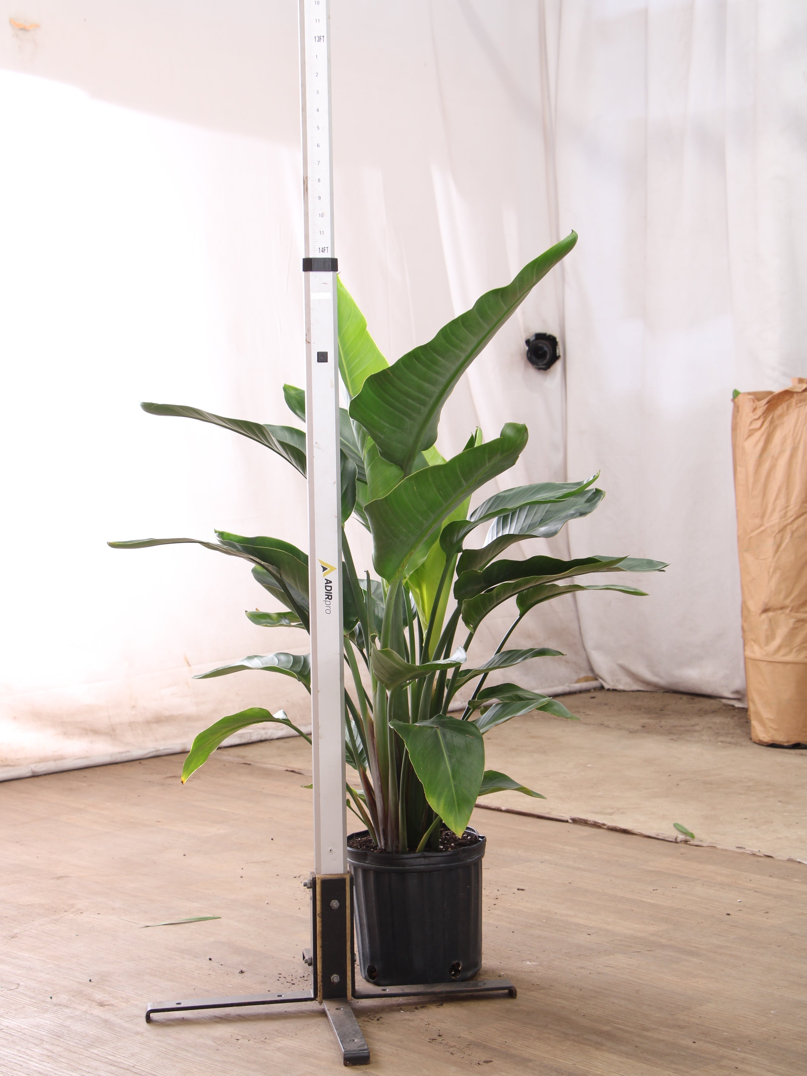 Extra Large Bird Of Paradise