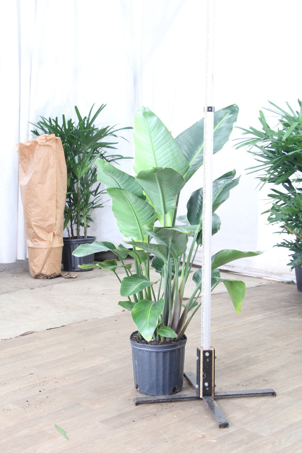 Extra Large Bird Of Paradise