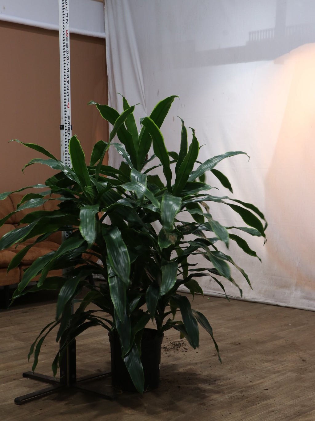 Large Dracaena Carmen