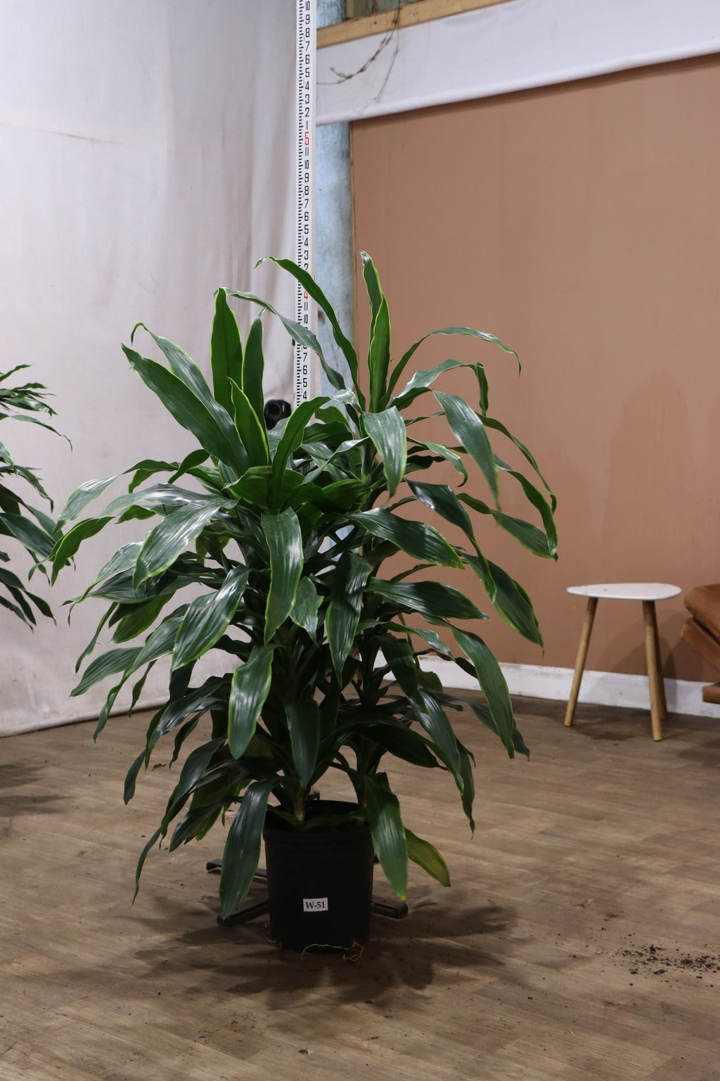 Large Dracaena Carmen