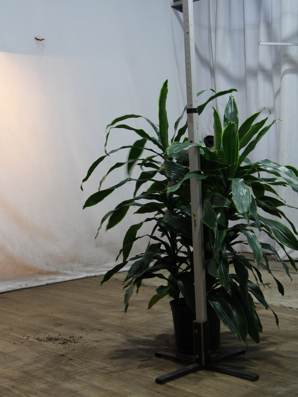 Large Dracaena Carmen