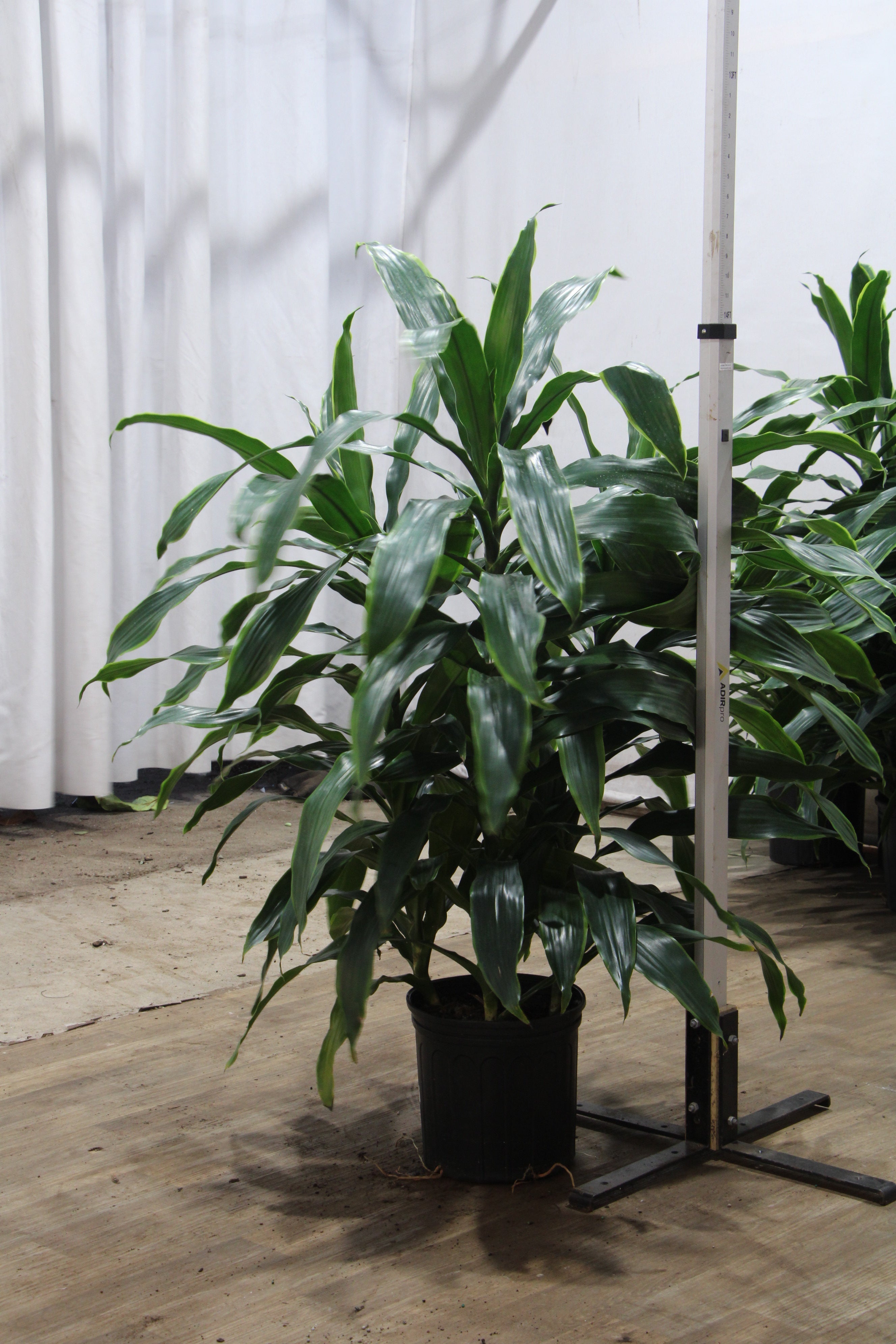Large Dracaena Carmen