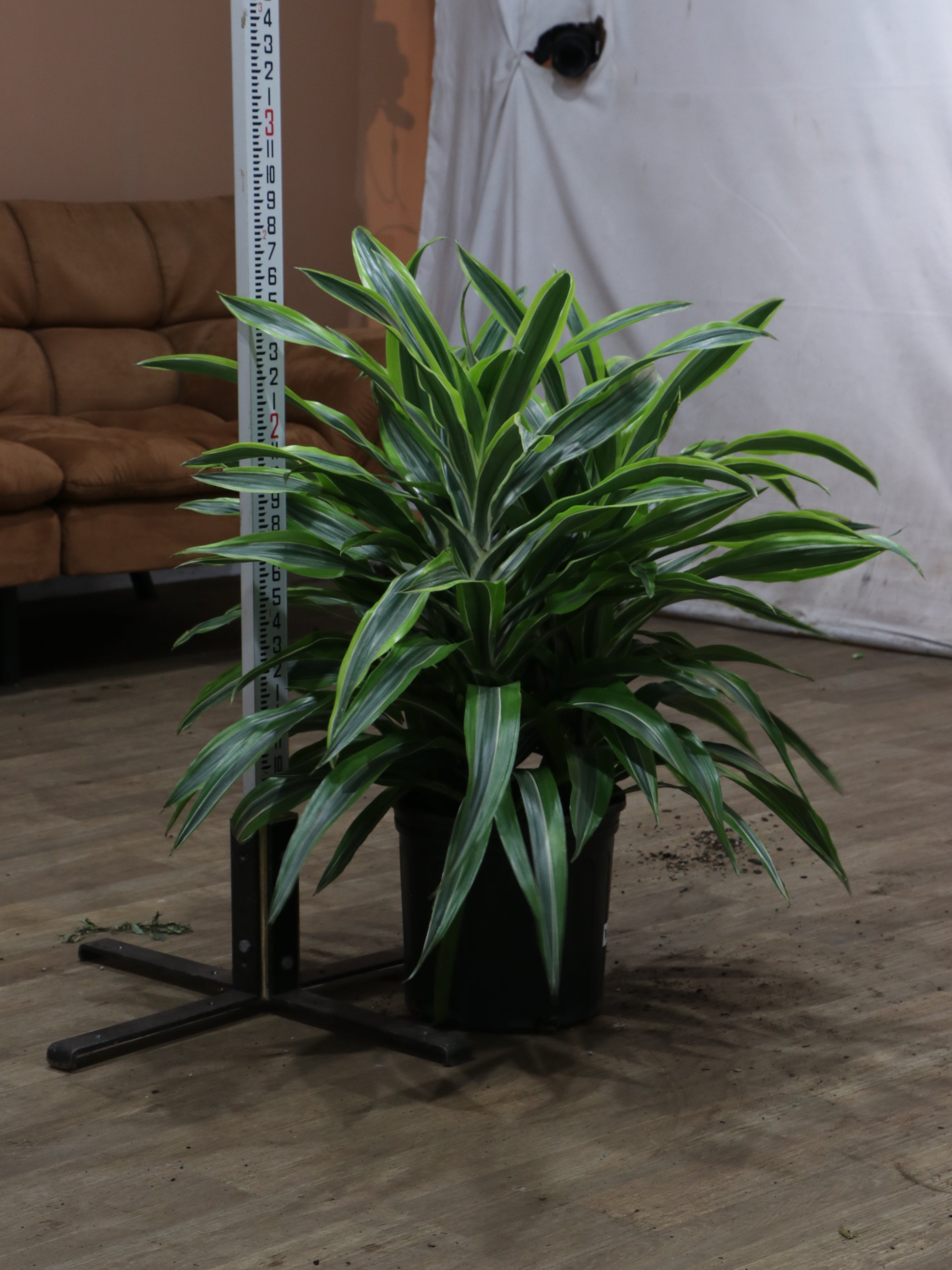 Large Dracaena Warneckii Lemon Lime Bush