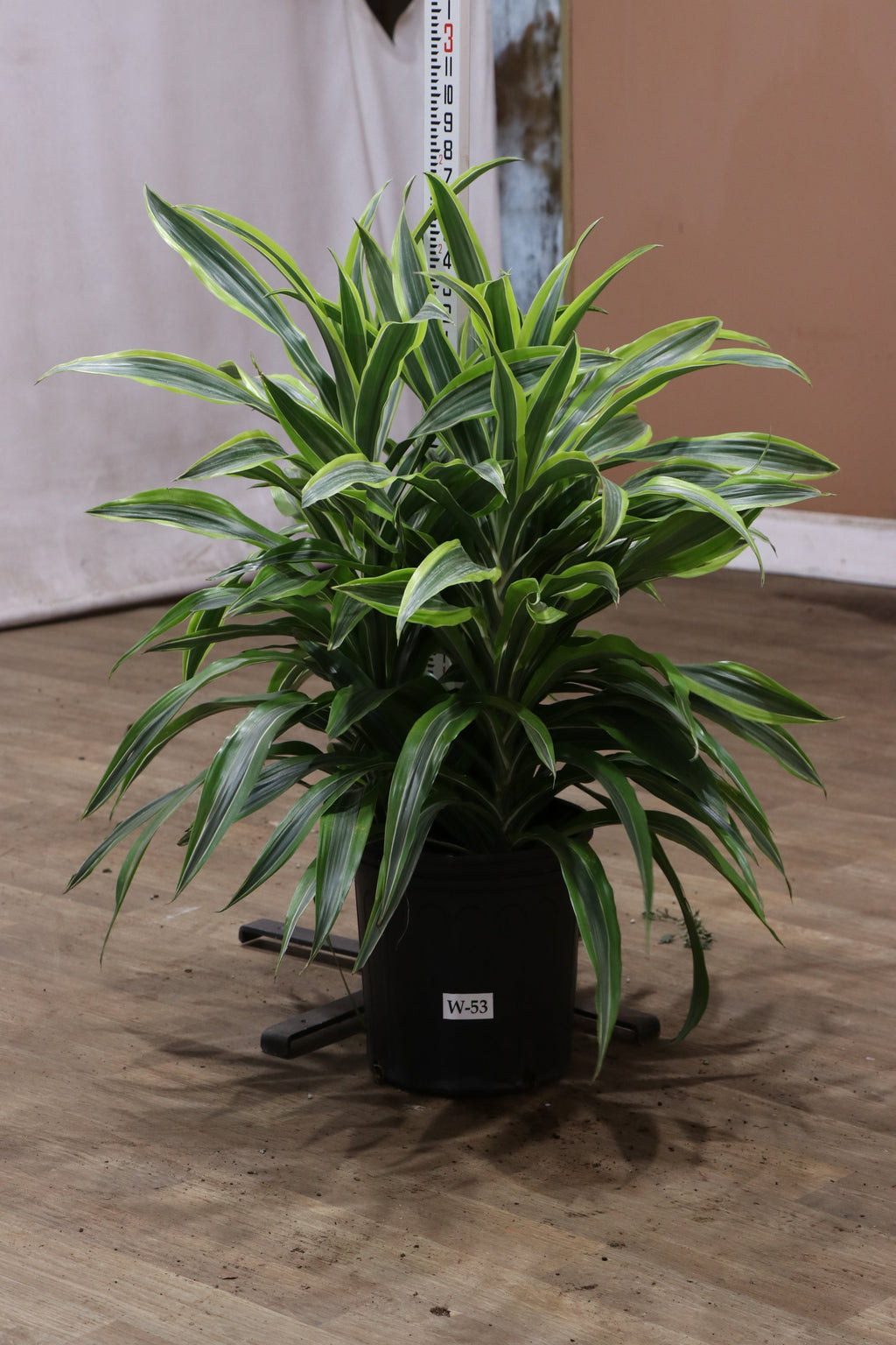 Large Dracaena Warneckii Lemon Lime Bush