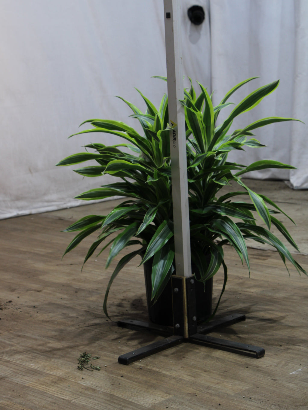 Large Dracaena Warneckii Lemon Lime Bush