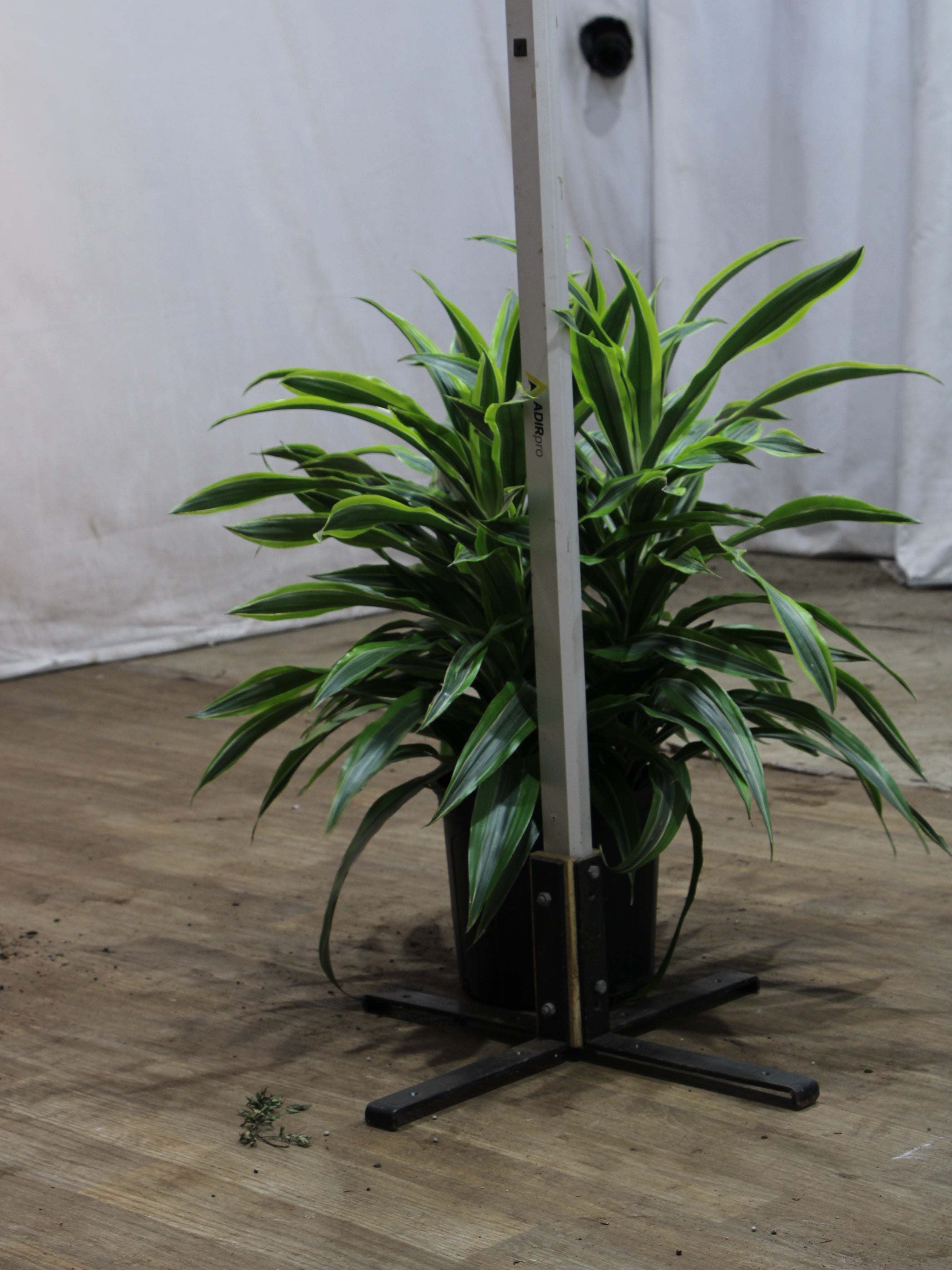 Large Dracaena Warneckii Lemon Lime Bush