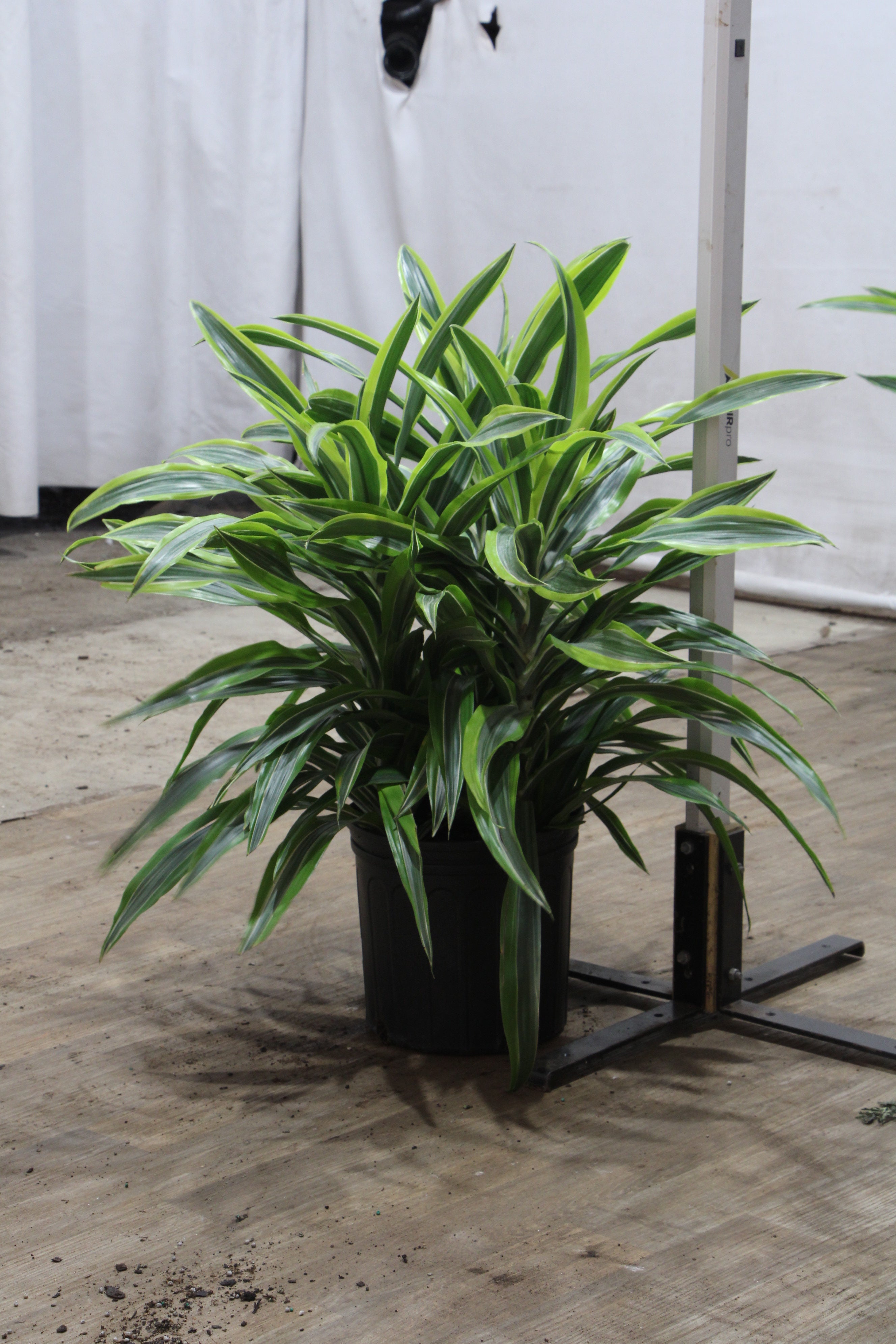 Large Dracaena Warneckii Lemon Lime Bush