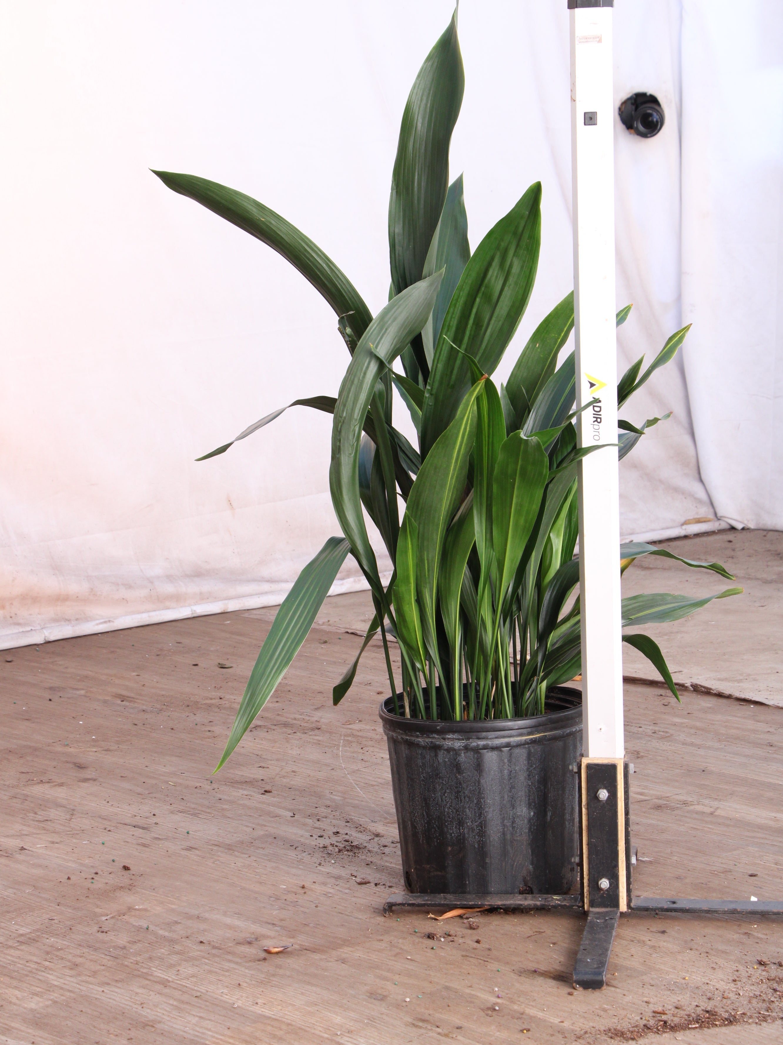 Large Cast Iron Plant