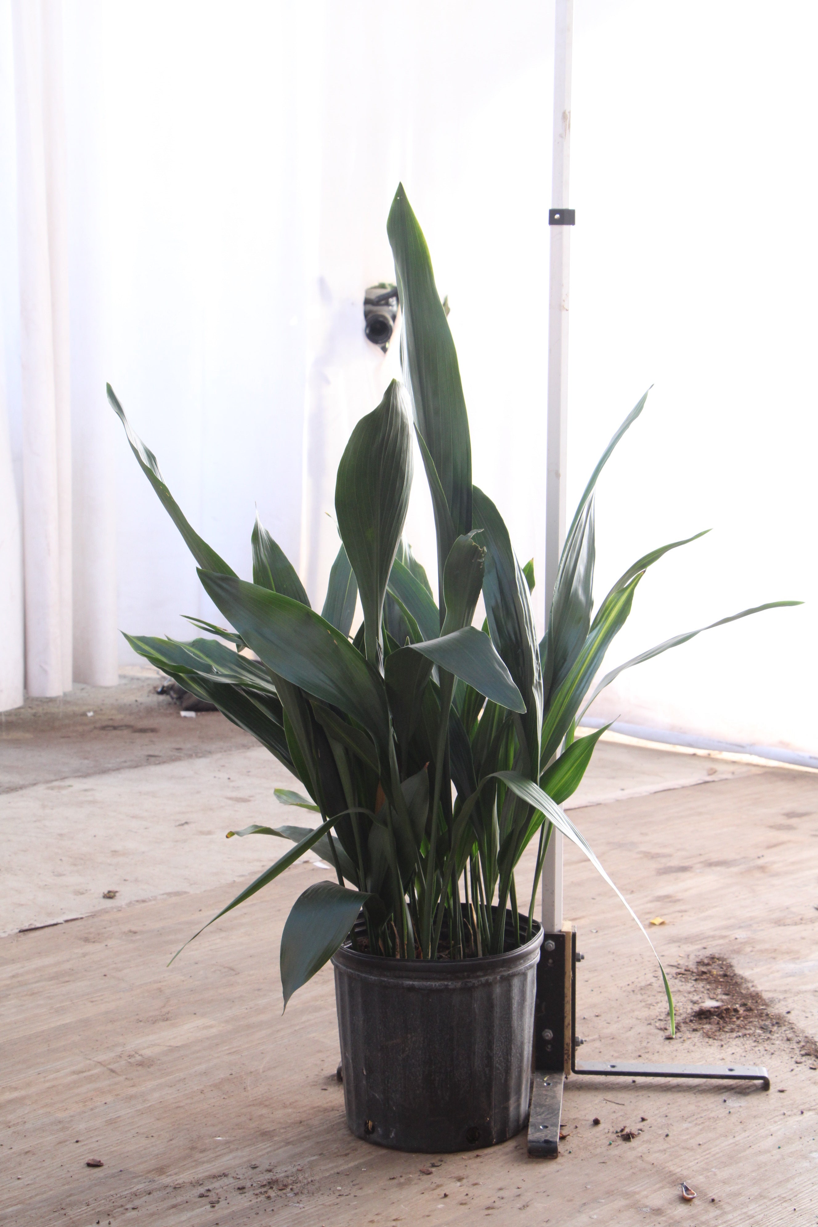 Large Cast Iron Plant