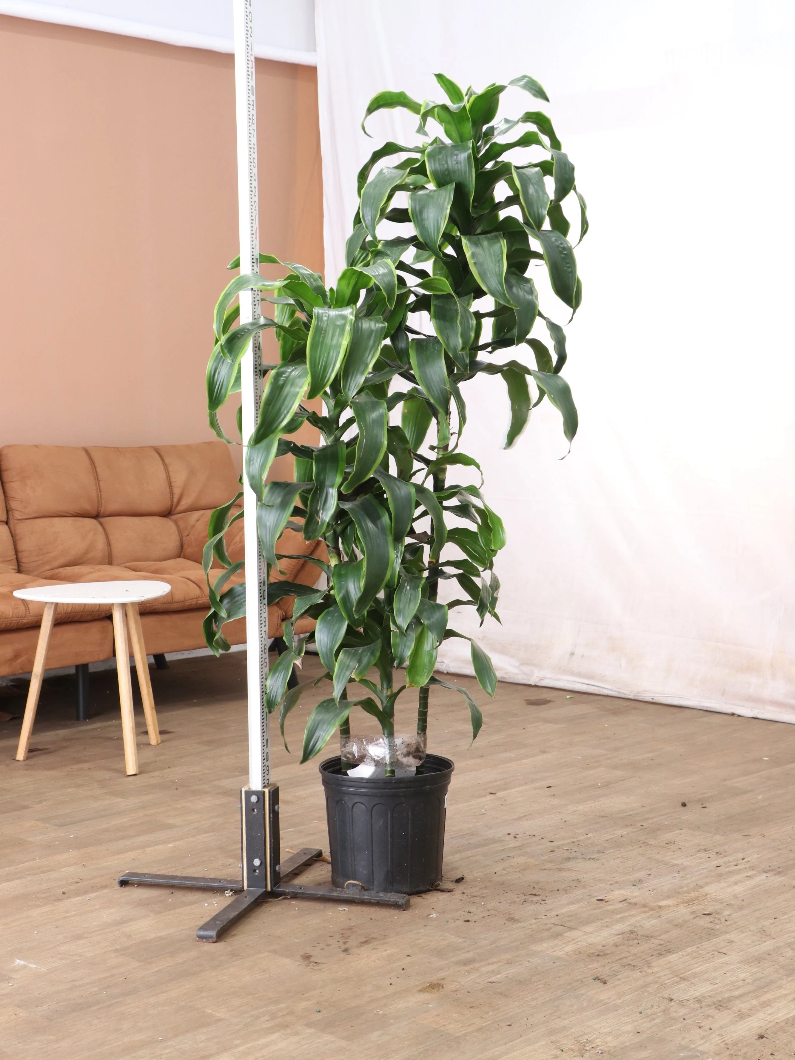 Extra Large Dracaena 'Carmen' Cane