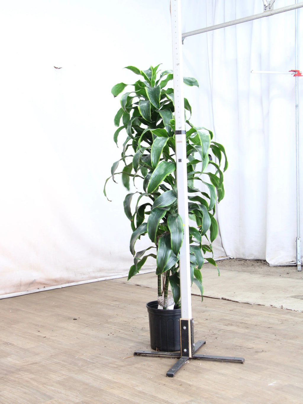 Extra Large Dracaena 'Carmen' Cane